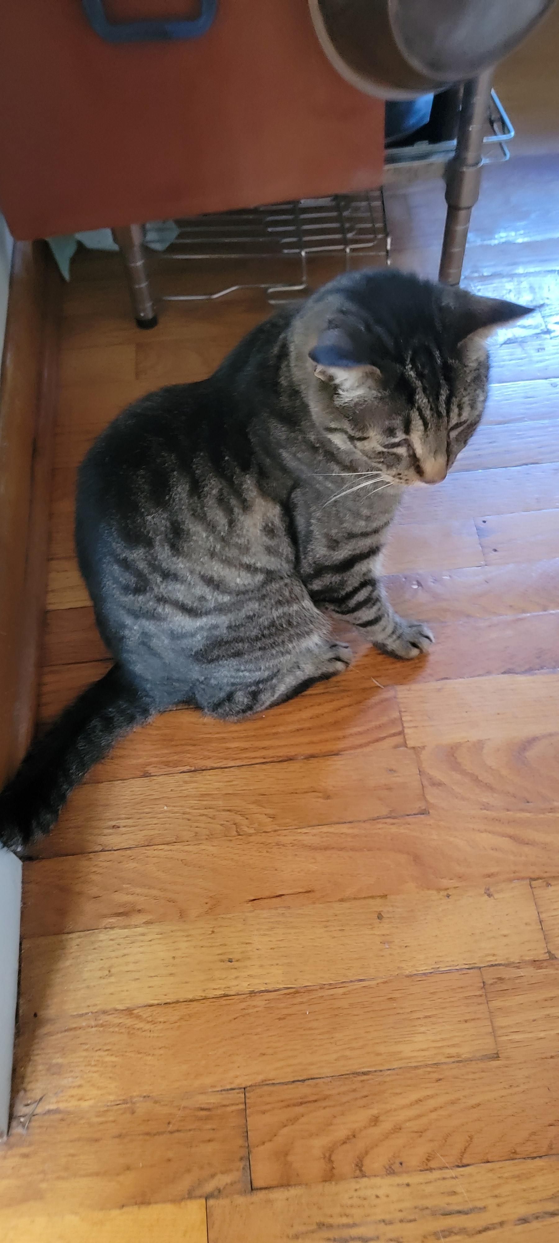 Grey and white older kitty waiting patiently for me to stop taking pictures and fix her a snack