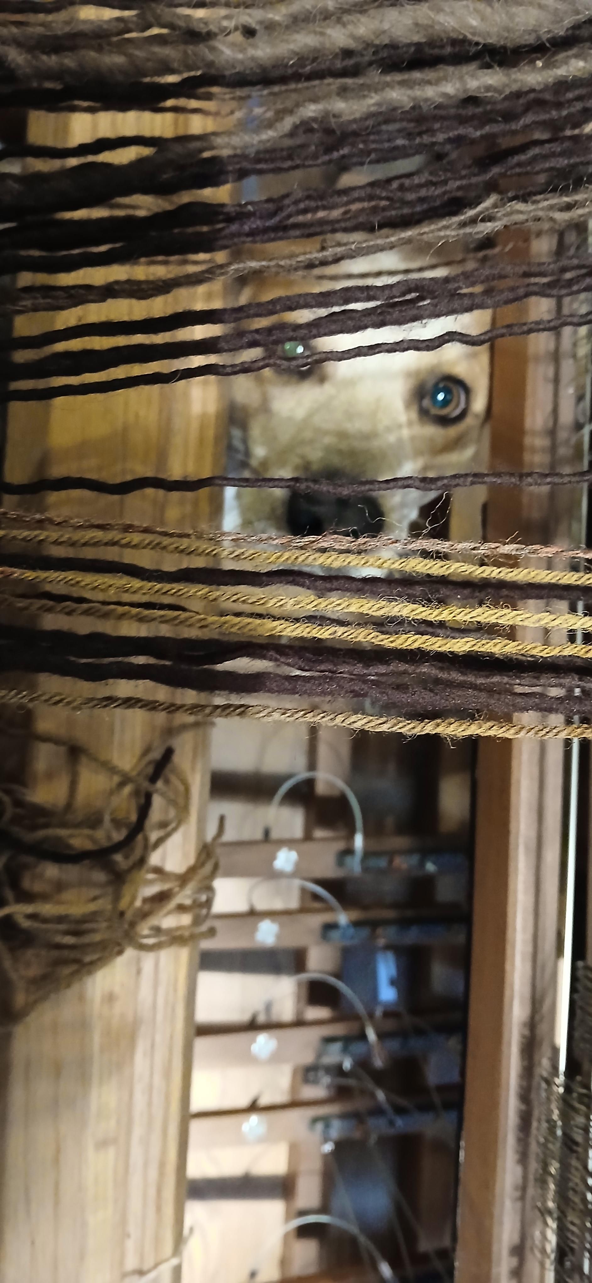 A pair of hooligan eyes peering up between frames