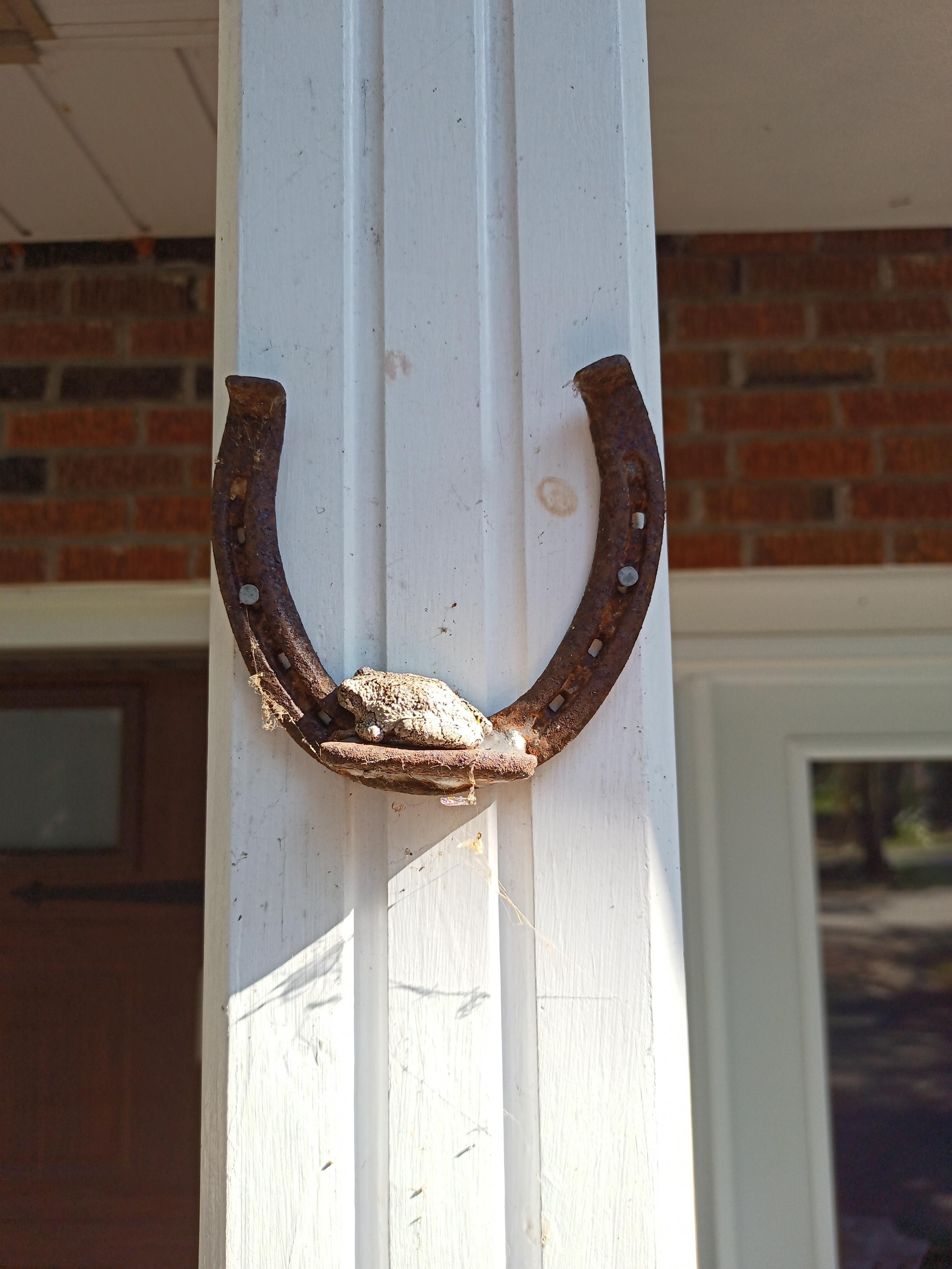 A tree frog sits at the bottom of an upturned horseshoe. The horseshoe is attached to a white column.