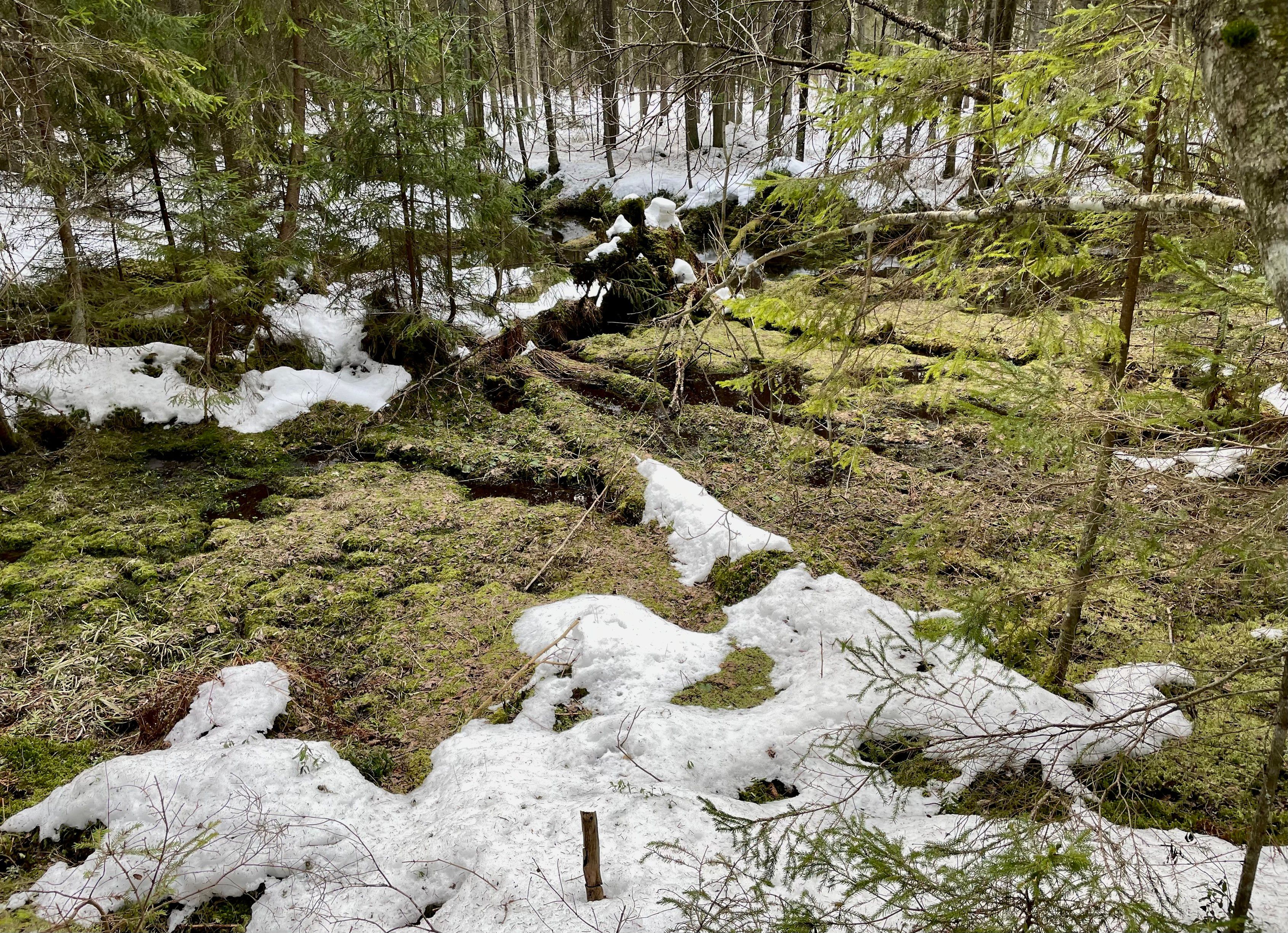 Sammalten peittämä tihkupintalähde, jonka reunoilla metsän puolella on sulavat lumihanget. Hangella on paljon havunneulasia.