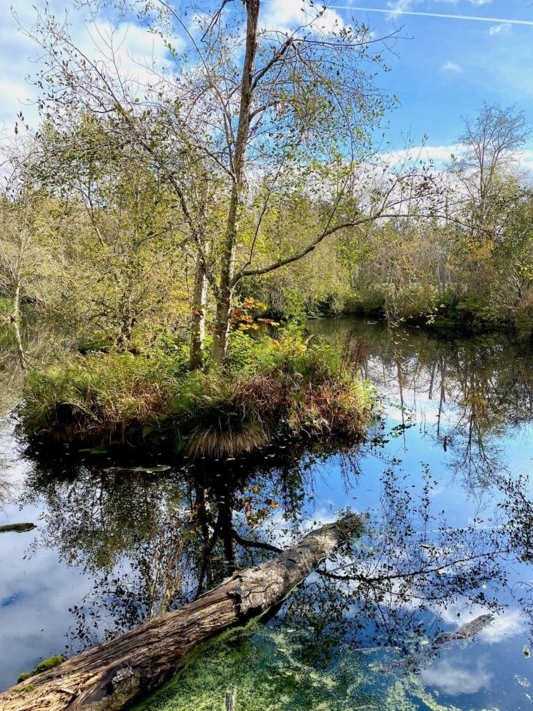 The Bird Marsh at Bloedel Reserve, designed by Richard Haag. While called a marsh, sections of this wetland are more swamp-like with trees growing out of open water. The islands in these small ponds were created to provide nesting habitat for native waterfowl species.