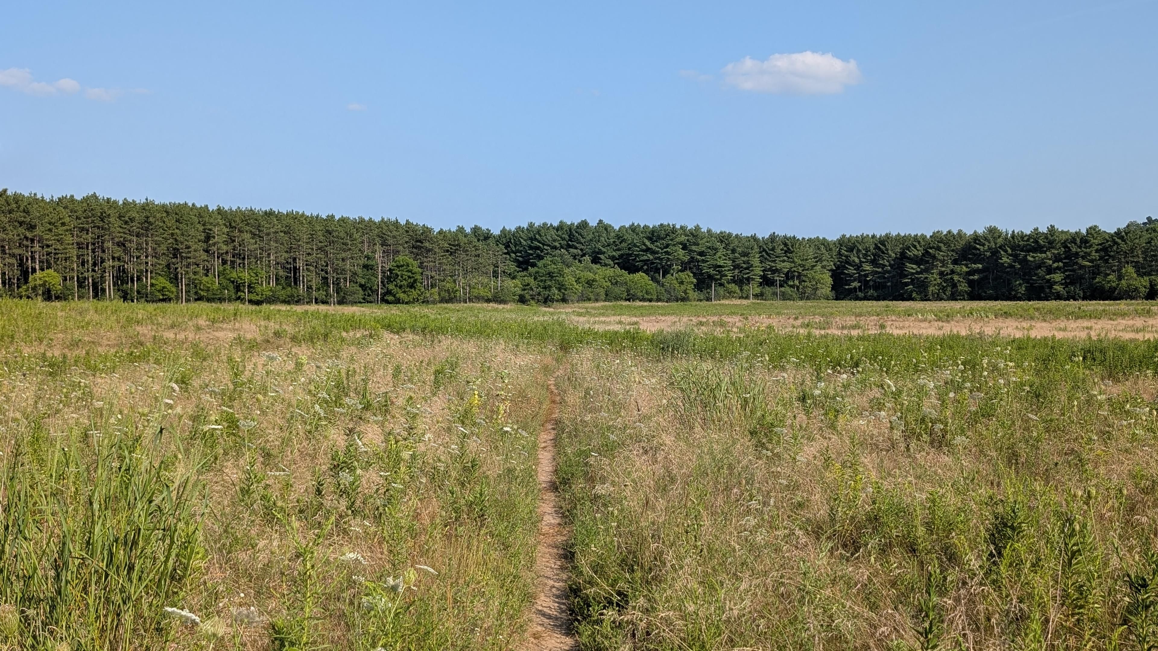 A bright blue sky dotted with a few clouds. Tall for trees line the background. Straight down the middle is a narrow trail, surrounded by tall grass