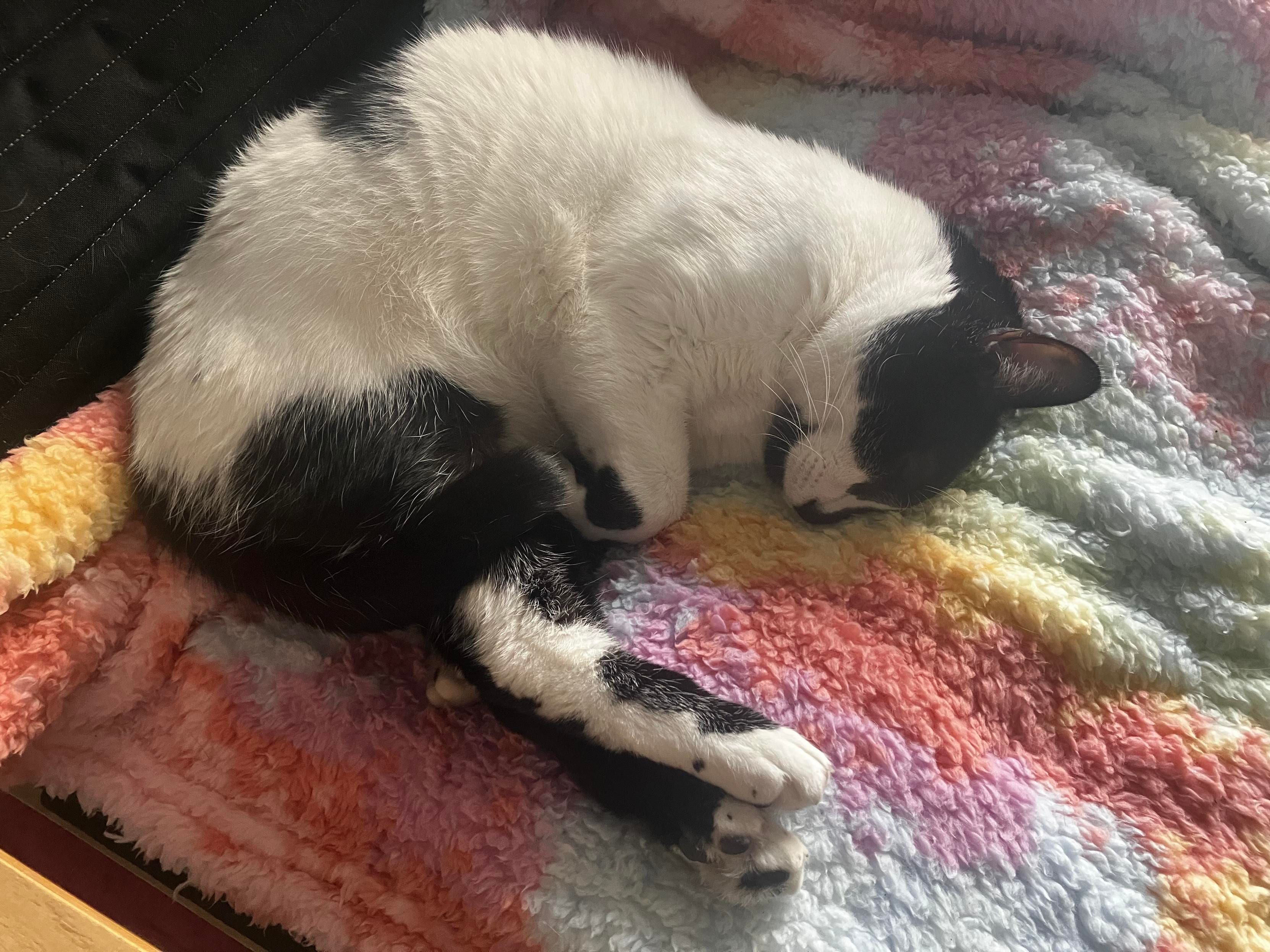 Piccetti, my white and black cat, sleeping on his side on a colorful blanket. He’s curled up with his hind legs a bit stretched. Furry prawn.