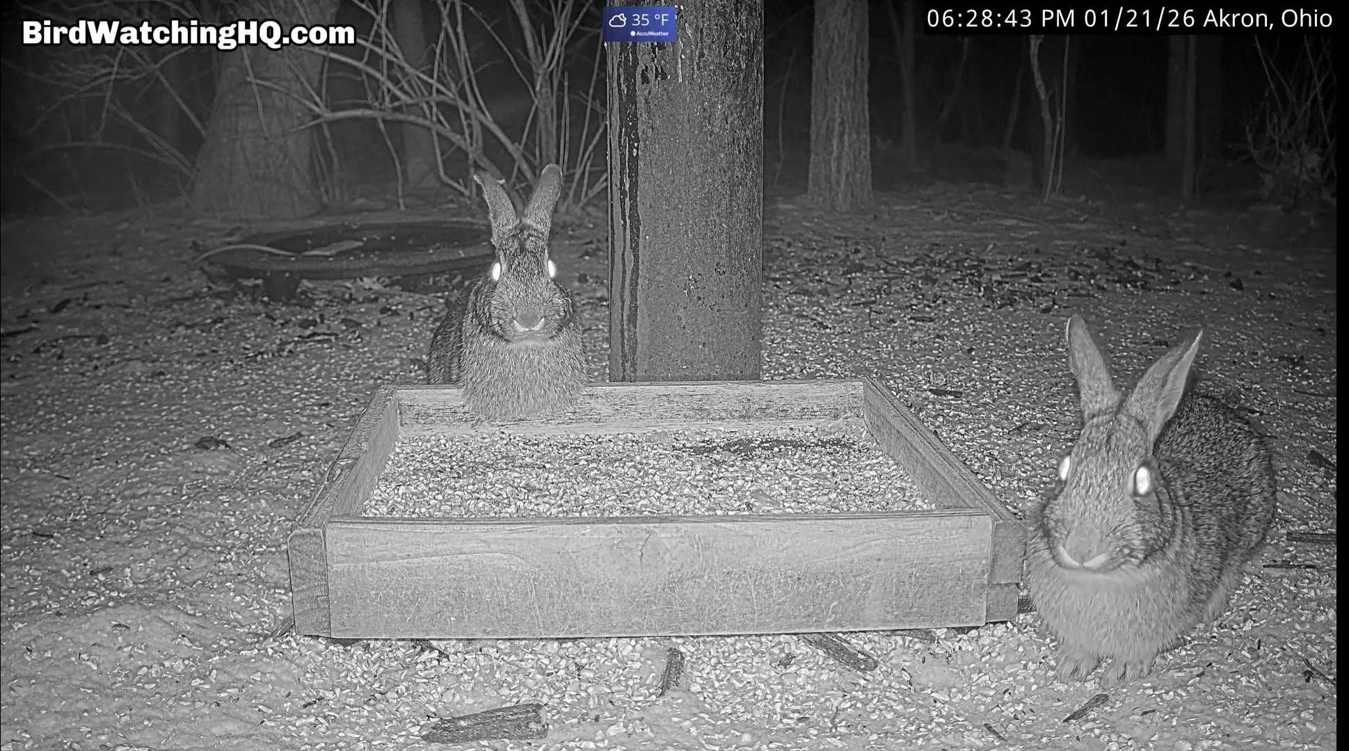 Due conigli alla mangiatoia, tra la neve