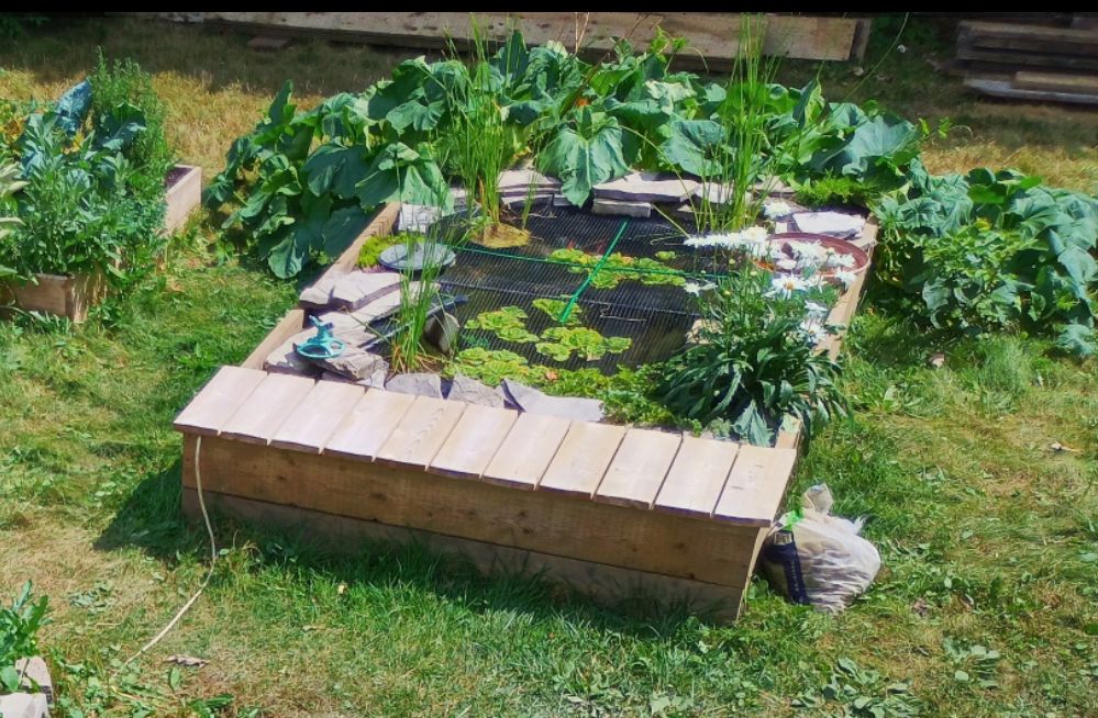 A grainy shot of a raised rectangular bed with plants and a pond, and a seat along the edge.