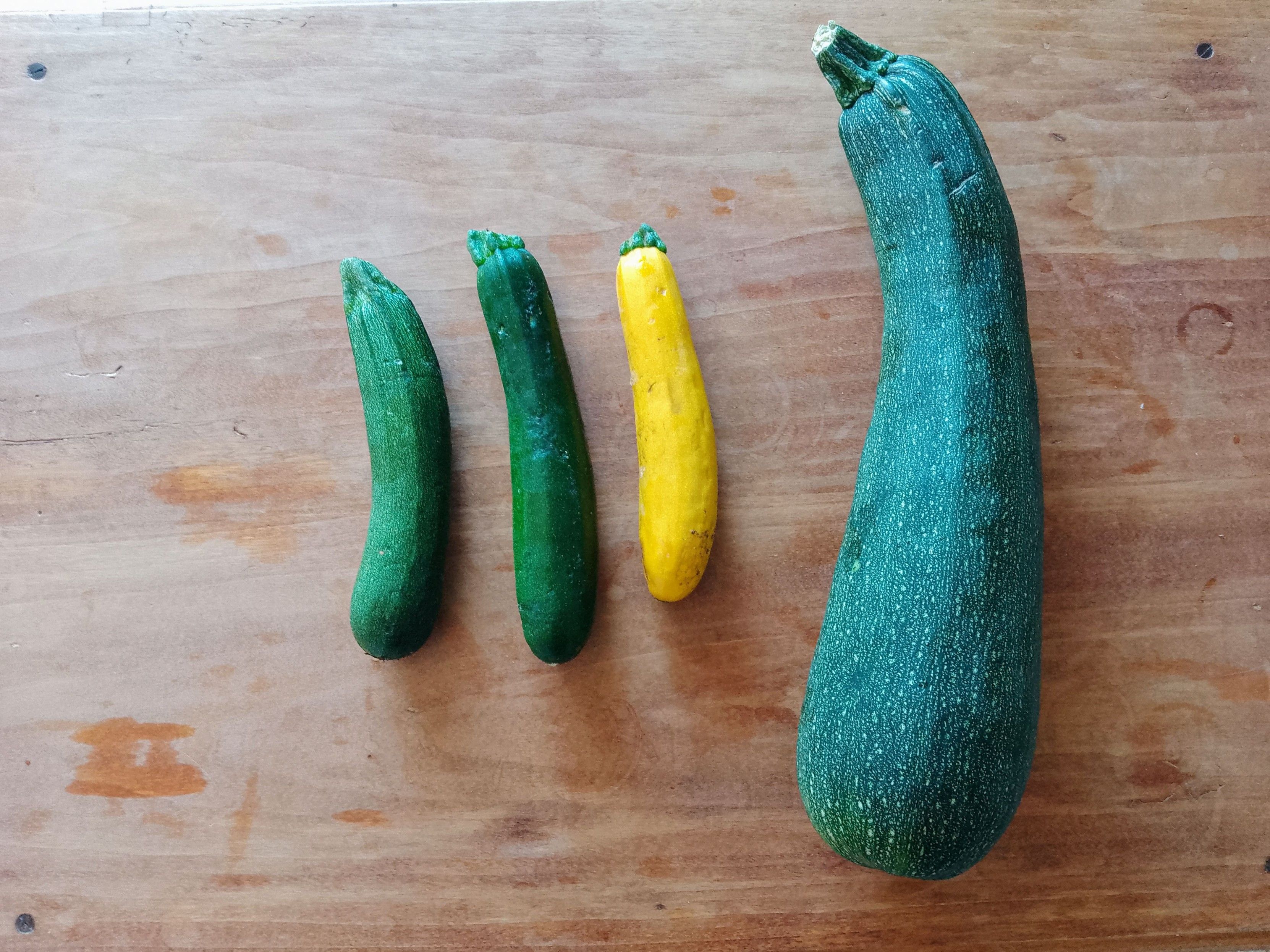 Photo de 4 courgettes sur une table en bois.
De gauche à droite : 2 vertes et 1 jaune d'environ 20 cm de long, et la dernière disproportionnée par rapport aux autres (une massue !)