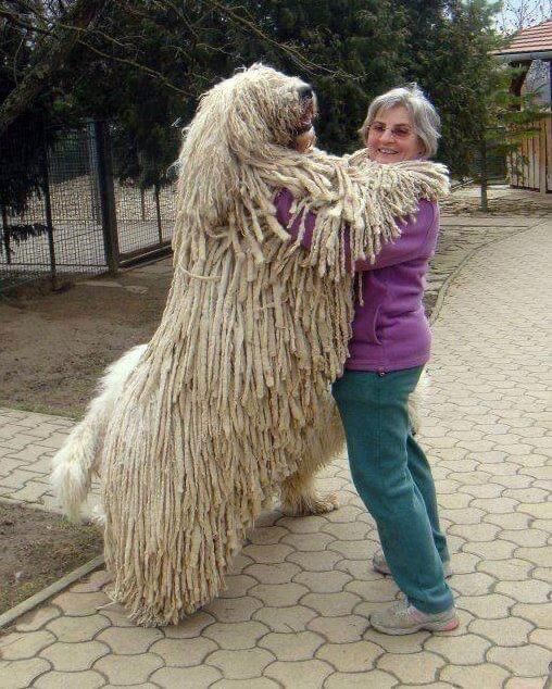 Enorme pastore bergamasco bianco.