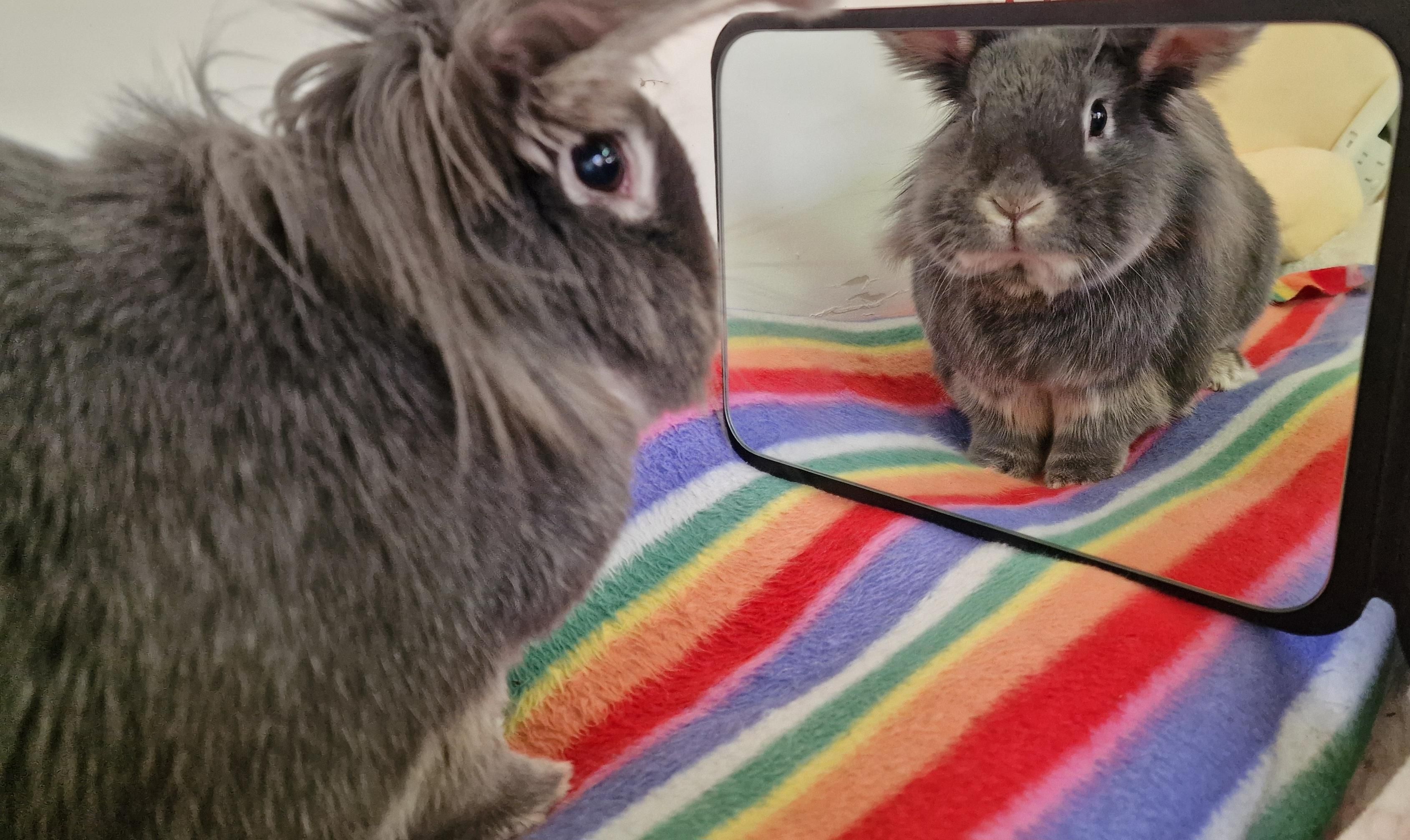 Grey bunny sat in front of a mirror