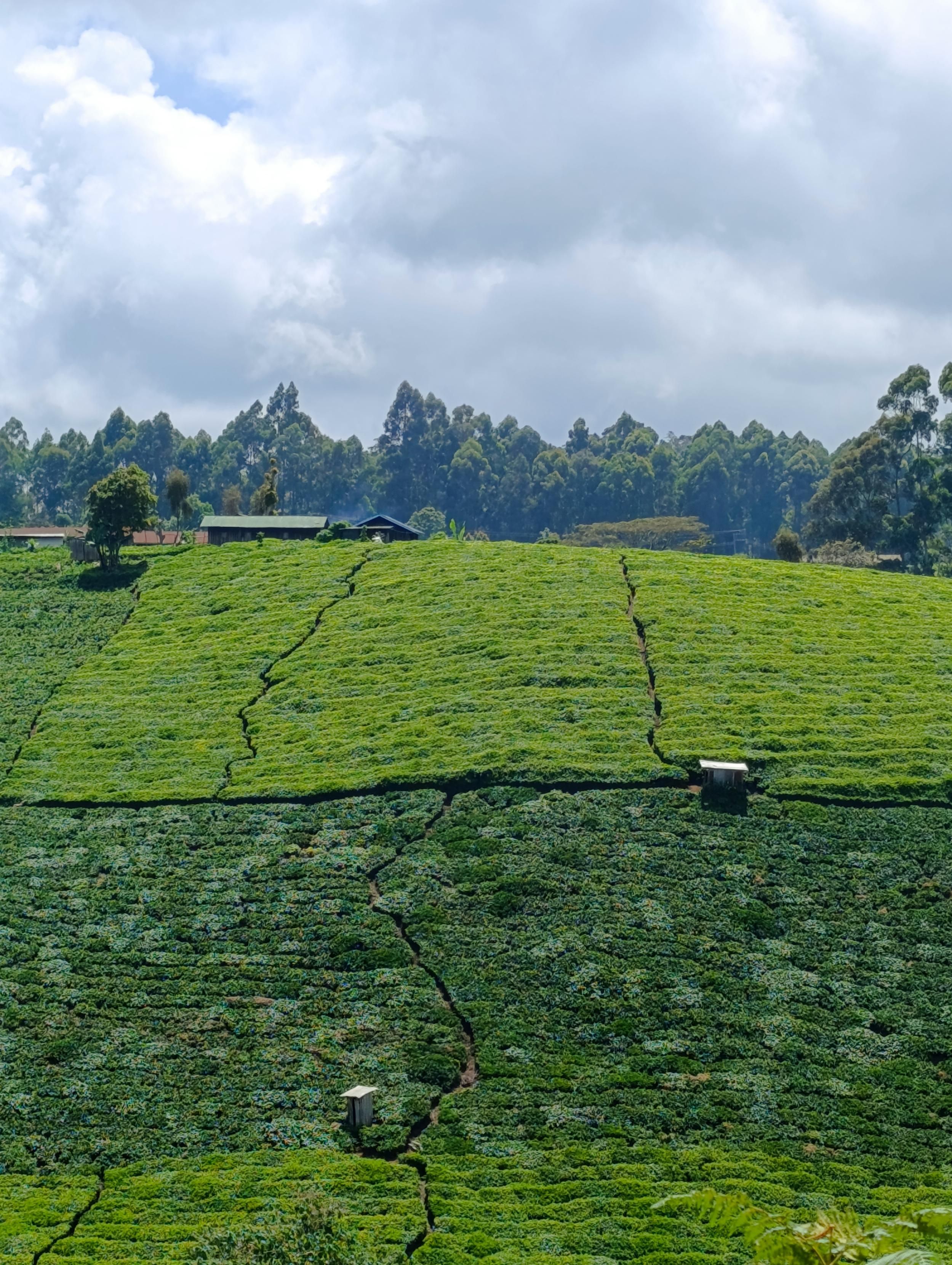 Tee plantations with exotic trees in South Imenti 