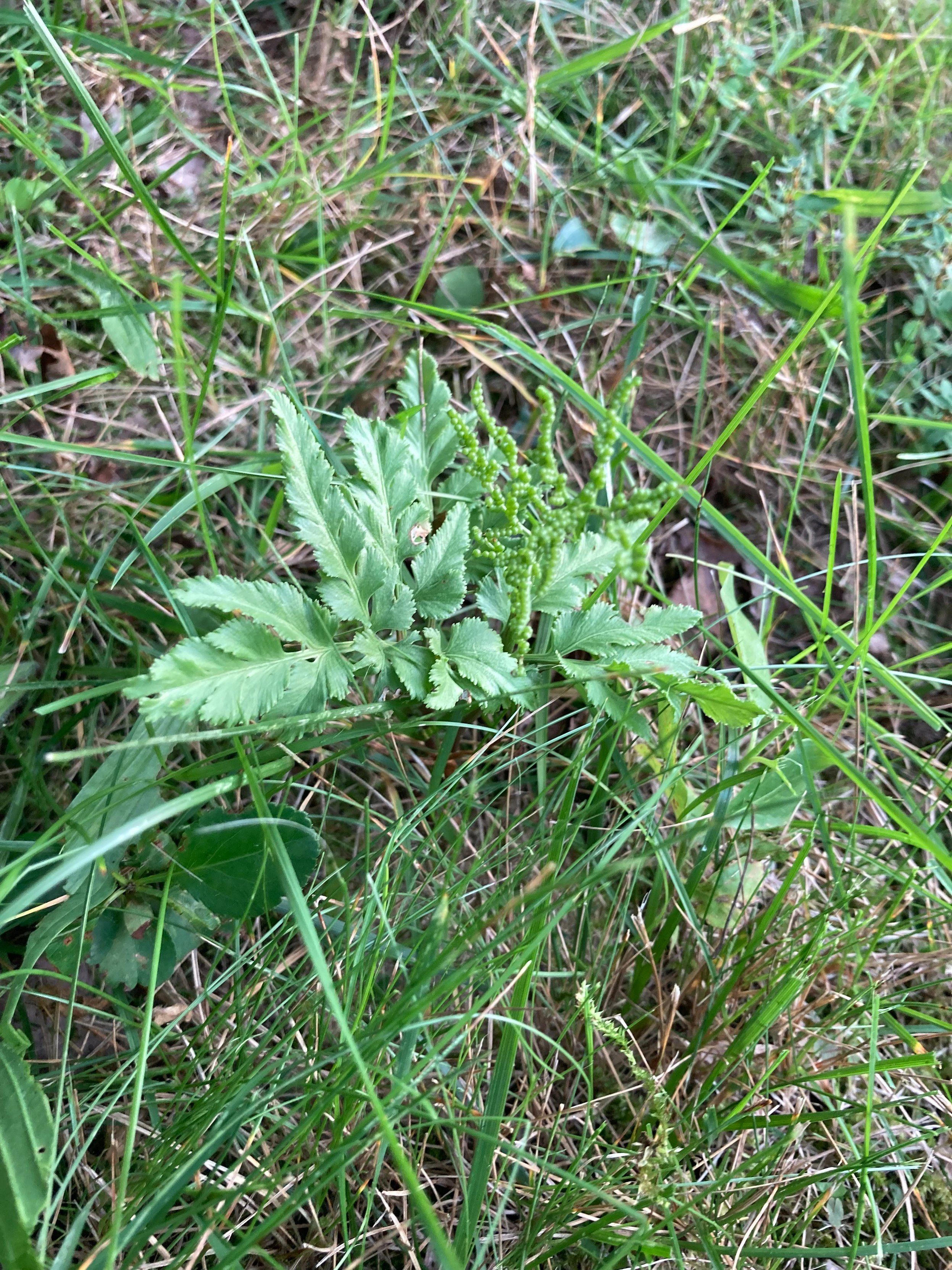 A Cut-leaf Grape Fern pokes up through some scruffy uncut lawn grass and duff. The single infertile leaf looks like a particularly chunky, stout little fern. The single fertile front, however, resembles quite a few long branches dotted with little green grapes. It sticks up toward the sky, while the infertile front lies flat out on the grass.
