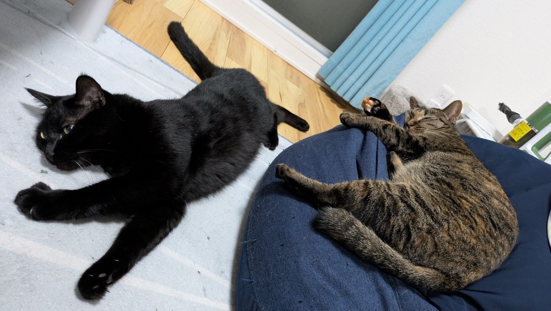 A black cat lying on his side on a blue carpet, a tortie tabby mix cat lying on a blue cushion.