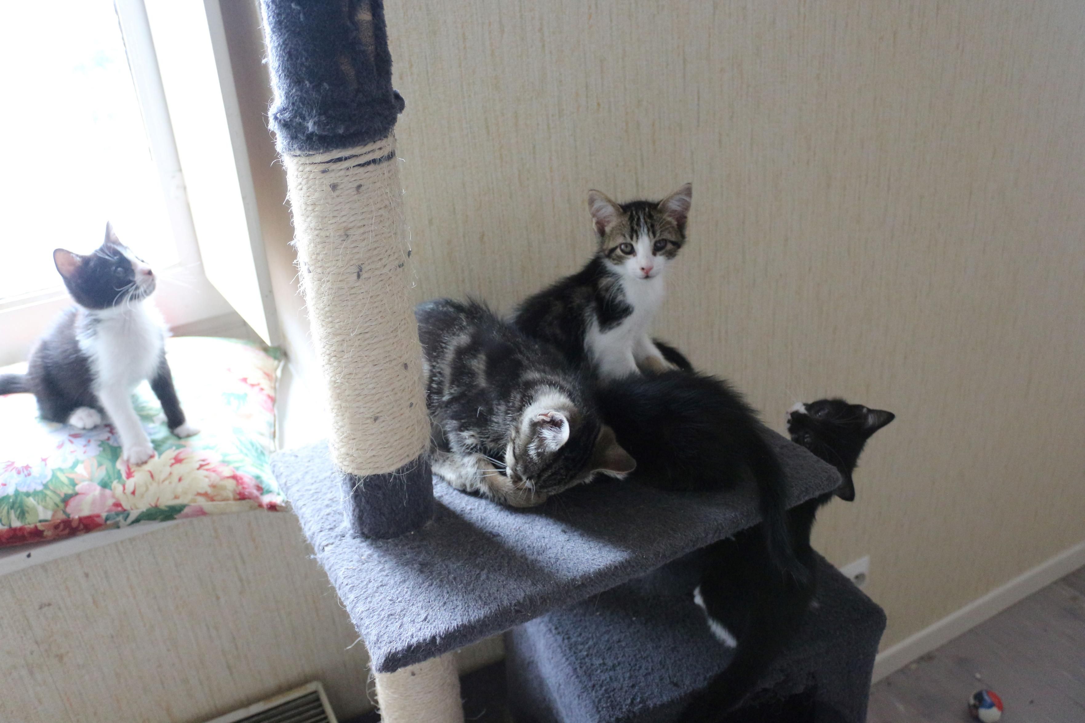 Un arbre à chat près d'une fenêtre, couvert de chatons qui jouent. Au milieu, est assis Romarin, un chaton tigré et blanc avec un œil voilé, qui regarde l'objectif. 