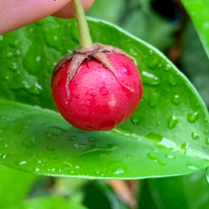 A very dark pink to red Jamaican cherry being held over a very green citrus leaf (red pomelo). Both the berry and citrus leaf are covered in water droplets bc it was raining. 