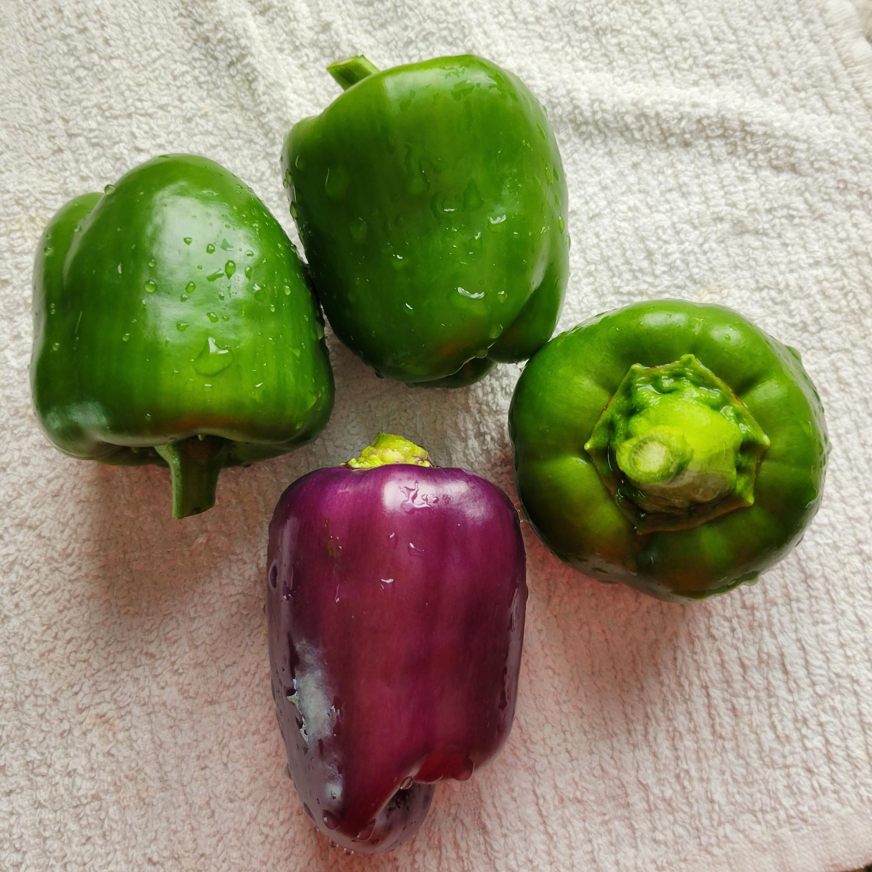 3 green bell peppers and one purple bell, washed and drying on a white towel