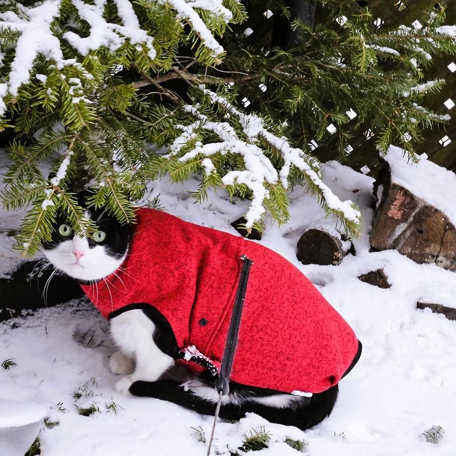 Tuxedo cat wearing red and black fleece sweater looking out from behind the branches of a Christmas tree that is covered in snow.