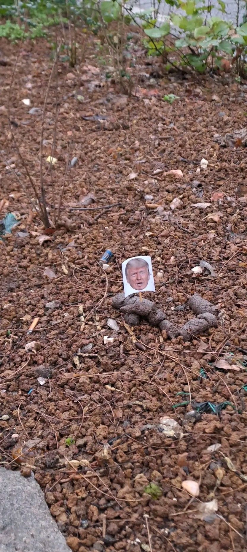 Bandierina da cocktail con faccia di Trump su cacca di cane