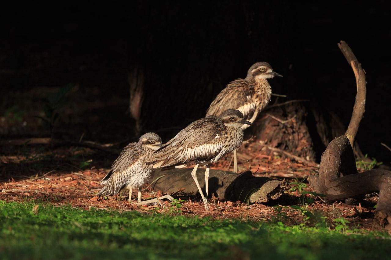 Three Bush Stone Curlews sittings and standing in a patch of late afternoon sun at the base of a pine tree. 
