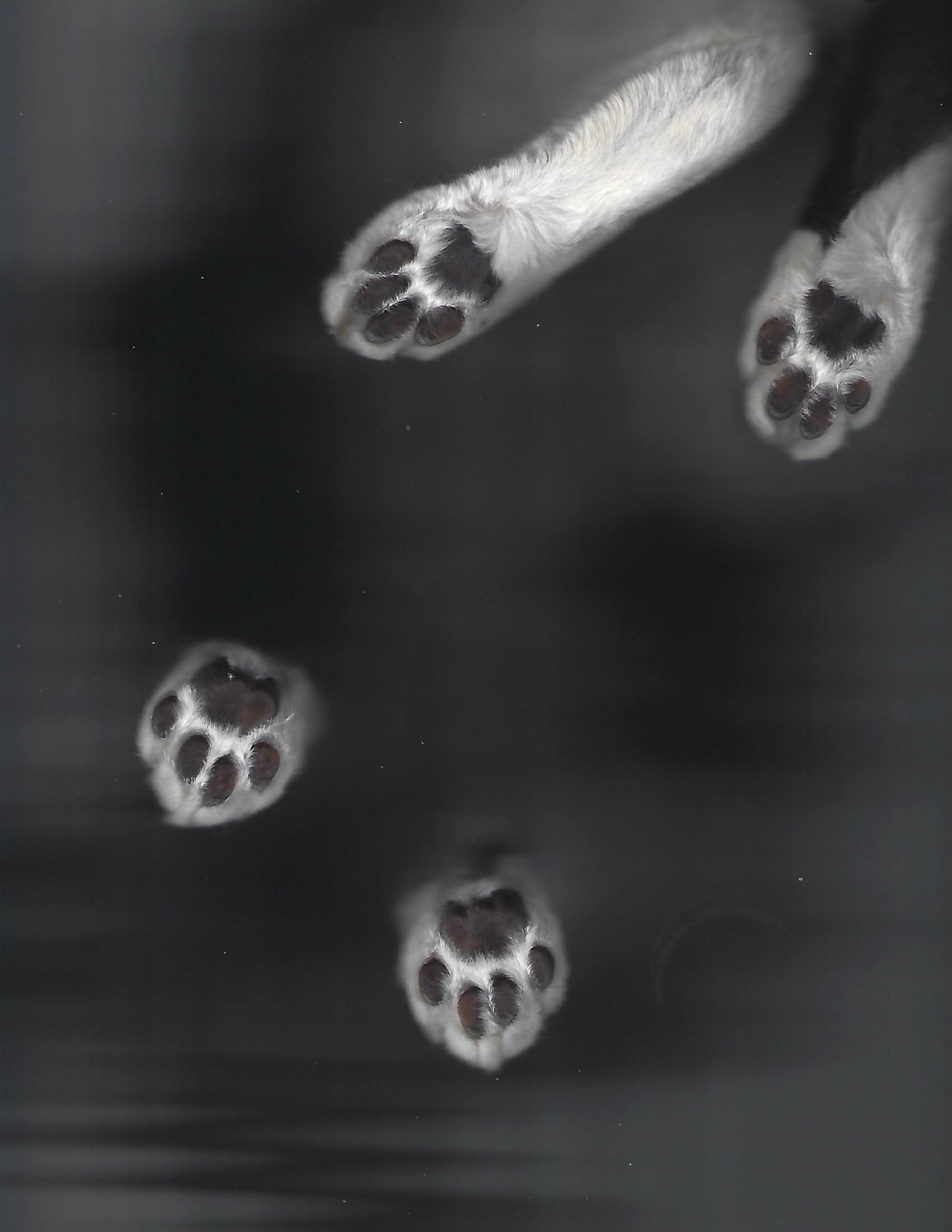 Flatbed scan of a cat sitting on top of a document scanner that only shows the front paws and back legs.