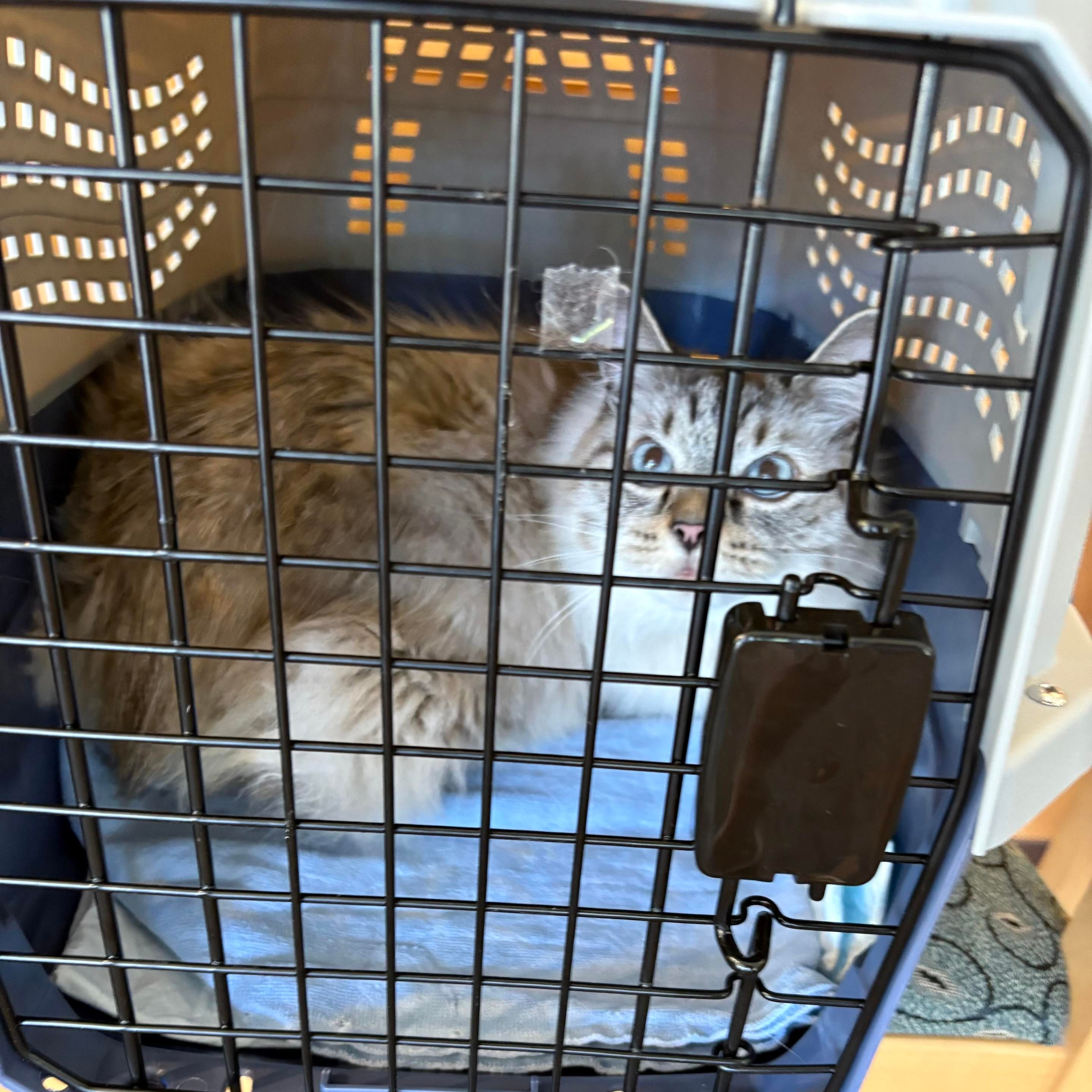 Fluffy Siamese looking alarmed in a hard cat carrier because he chewed his way out of a soft carrier 
