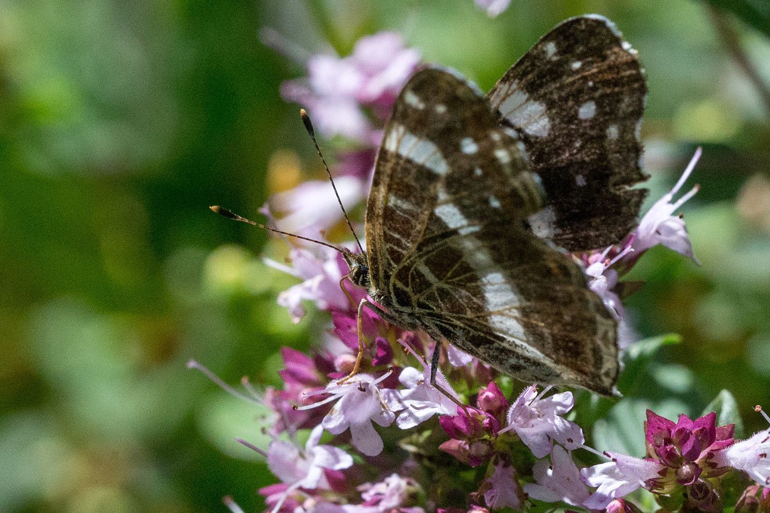 Karttaperhonen (Araschnia levana) mäkimeiramin kukinnossa.