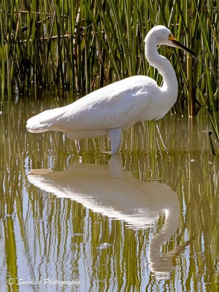 "A snowy egret stands motionless in a shallow marsh, its pure white plumage glowing softly against a tapestry of tall, green reeds. The marsh is quiet, its water still and dappled with earthy tones, cradling the egret like a mirror. Every detail of the bird—its slender neck, sharp yellow beak, and delicate black legs—is echoed in the glassy surface below, creating a perfect reflection that feels almost surreal.

The reeds rise densely around the egret, their blades swaying gently in the breeze, forming a living curtain that frames the scene. Their vibrant green contrasts with the egret’s snowy feathers, emphasizing the bird’s elegance and isolation. Light filters through the marsh, casting a warm glow that softens the edges of the image and deepens the sense of calm.

There’s a quiet reverence in the moment, as if the marsh itself is holding its breath. The egret, poised and alert, seems both part of the landscape and apart from it—a solitary figure in a sanctuary of stillness. The signature “© Swede's Photographs” in the bottom left corner marks the image as a captured moment of grace, seen through the eyes of someone attuned to nature’s quiet poetry." - Copilot