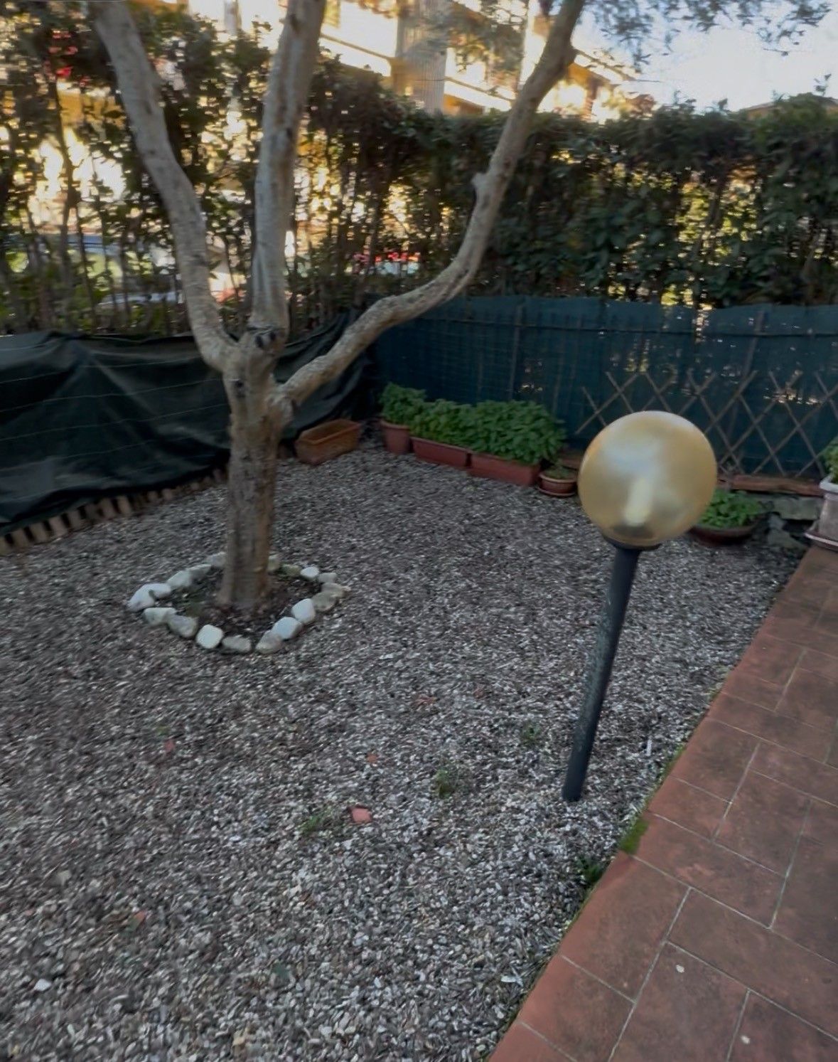 Foto di un piccolo giardinetto quadrato con ghiaia.
Al centro c'è un albero di ulivo. 