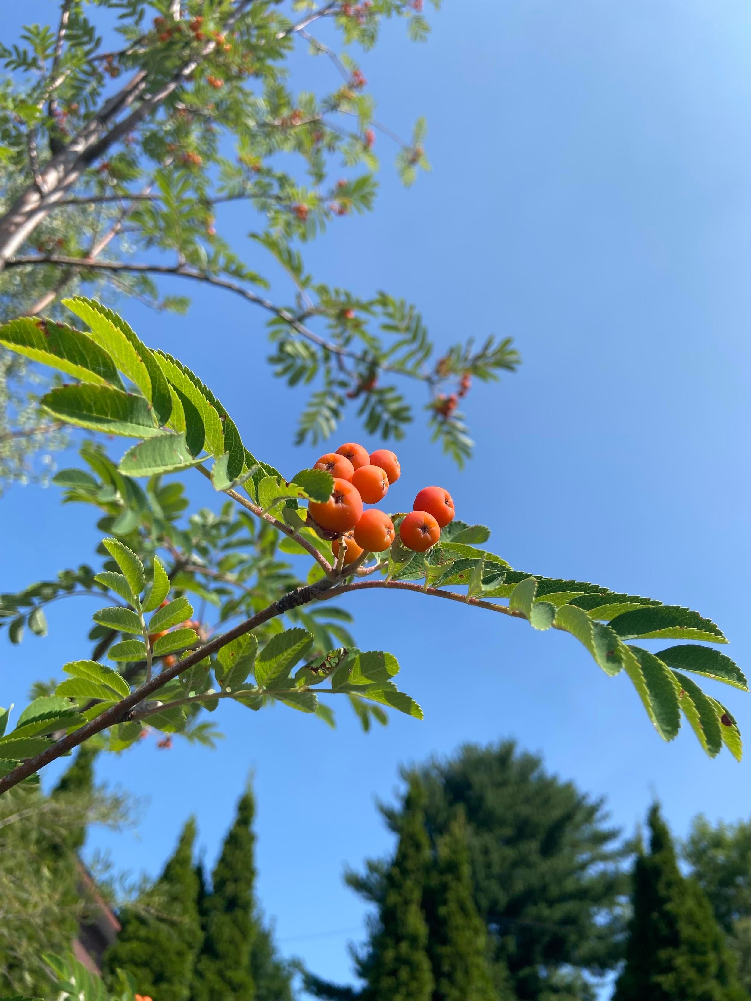 A cluster of orange rowan berries between two small branches of bright green leaves, like arms holding out their offering. 