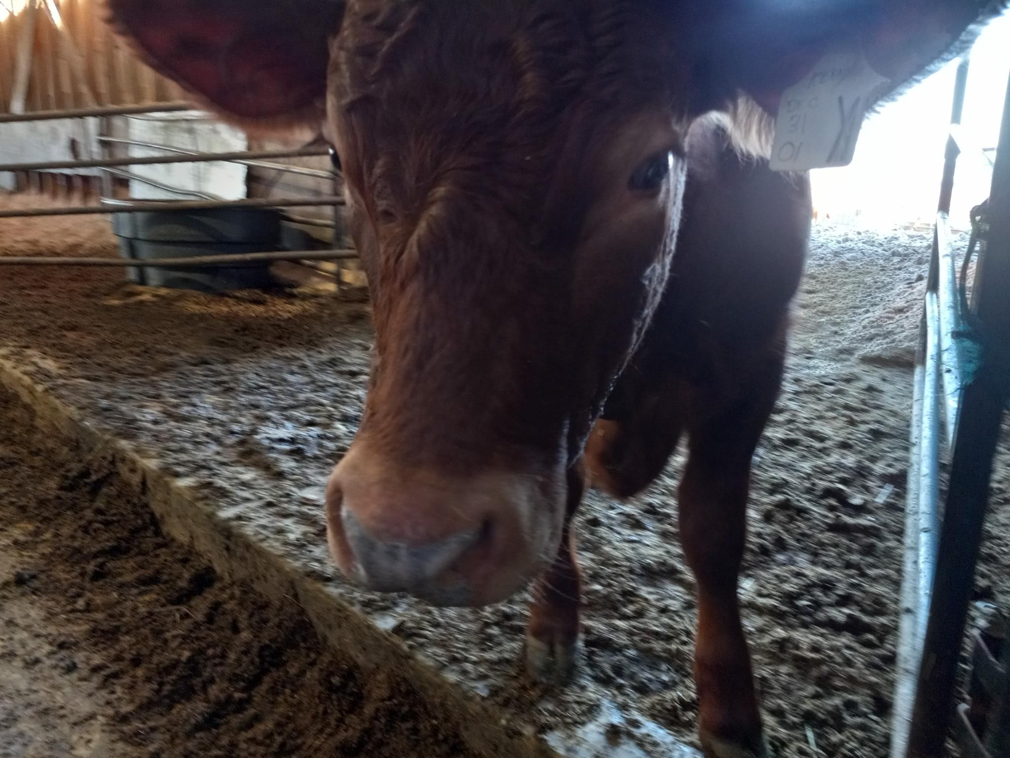 A close-up of the face of a reddish cow, looking intently at me, trying to figure out if my phone is something she can eat.  There's an open door behind her into a pen with more cows.  