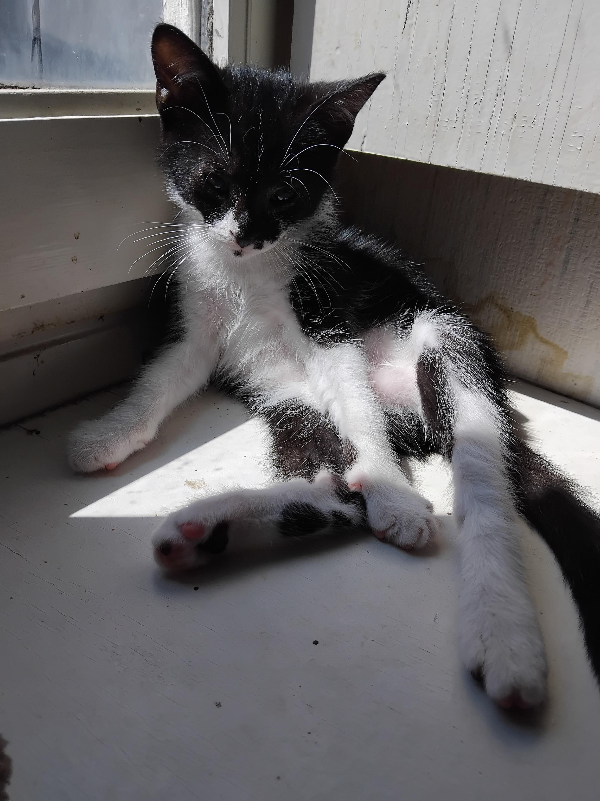Utonium, un petit chaton de deux mois presque et demi, noir et blanc, assis allongé dans le coin d'un rebord de fenêtre, dans un rayon de soleil. Il a des longues pattes blanches avec des tas de petites taches noires.