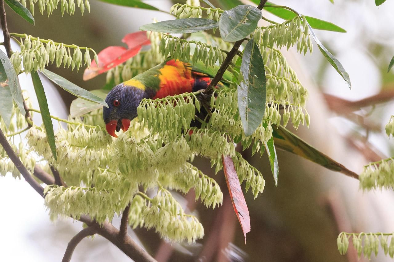 A Rainbow Lorikeet on a flower laden branch. It is reaching down towards some flowers, beak open, tongue out, ready to slurp some nectar. 