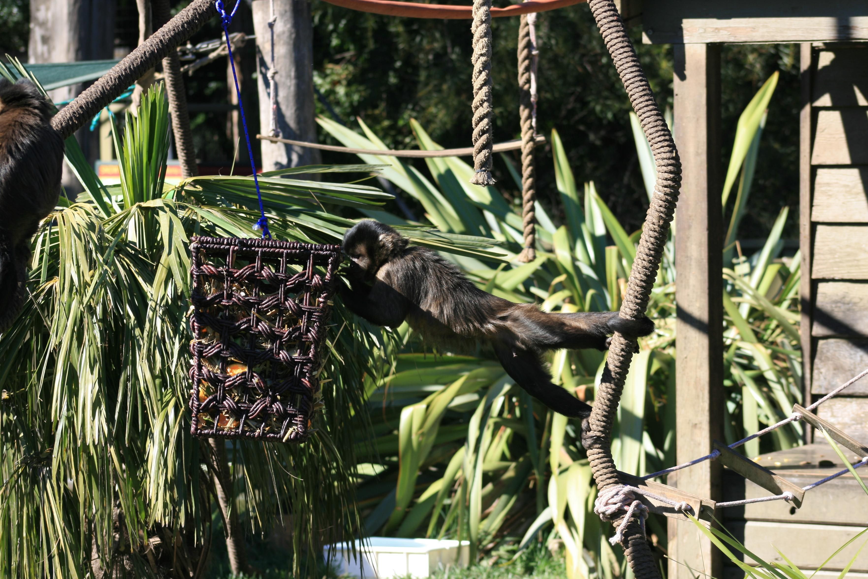 A monkey, doing a long stretch to the basket of food 
With a jungle looking background