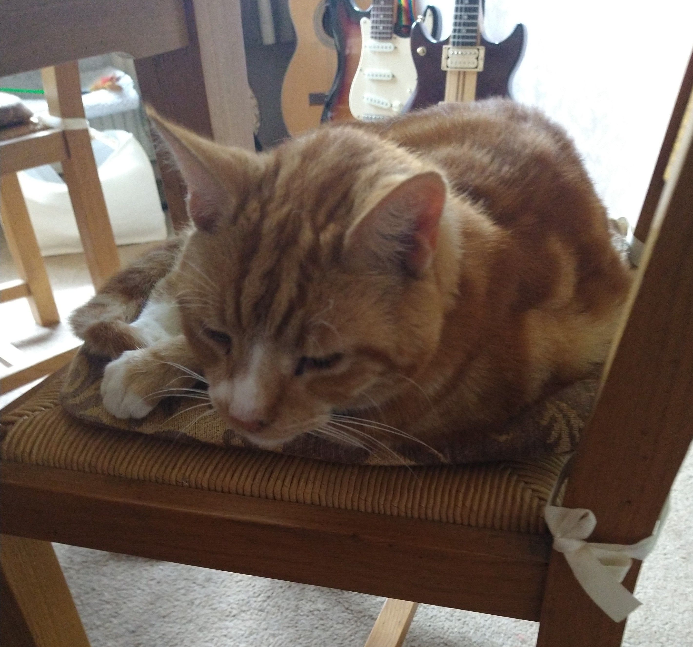 Oscar, a ginger and white tom cat on a dining room chair 
