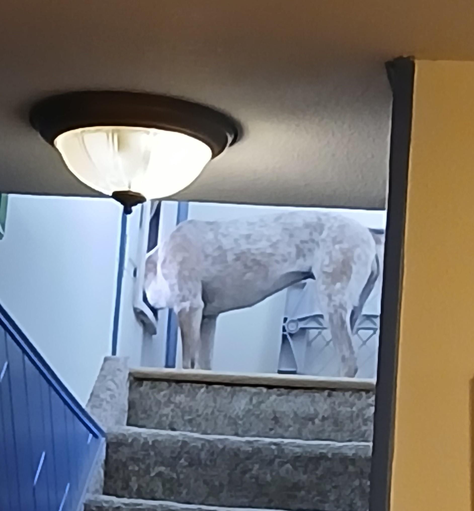Red heeler with her head out her dog door