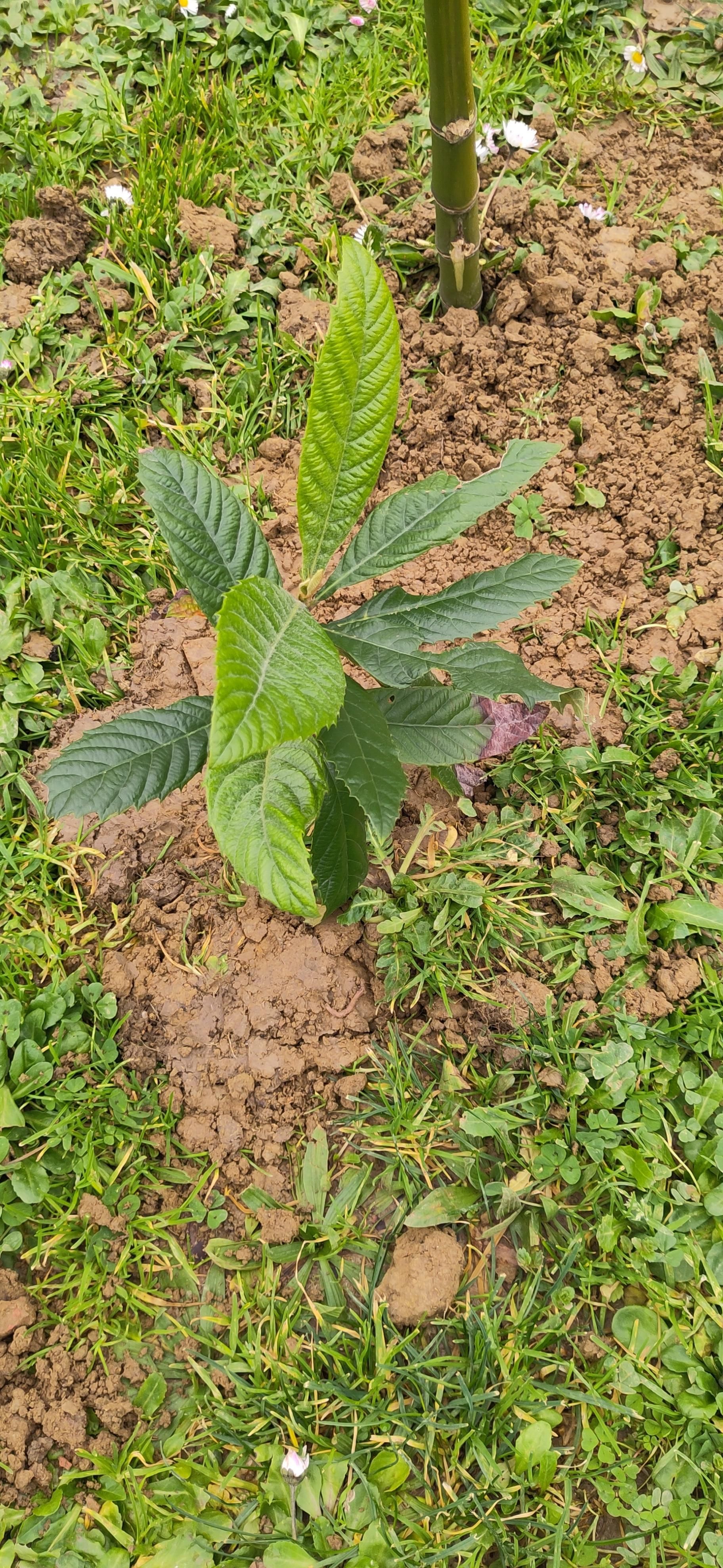 un giovane nespolo in un'aiuola verde, con terra ribaltata che espone la sua natura argillo-sabbiosa.