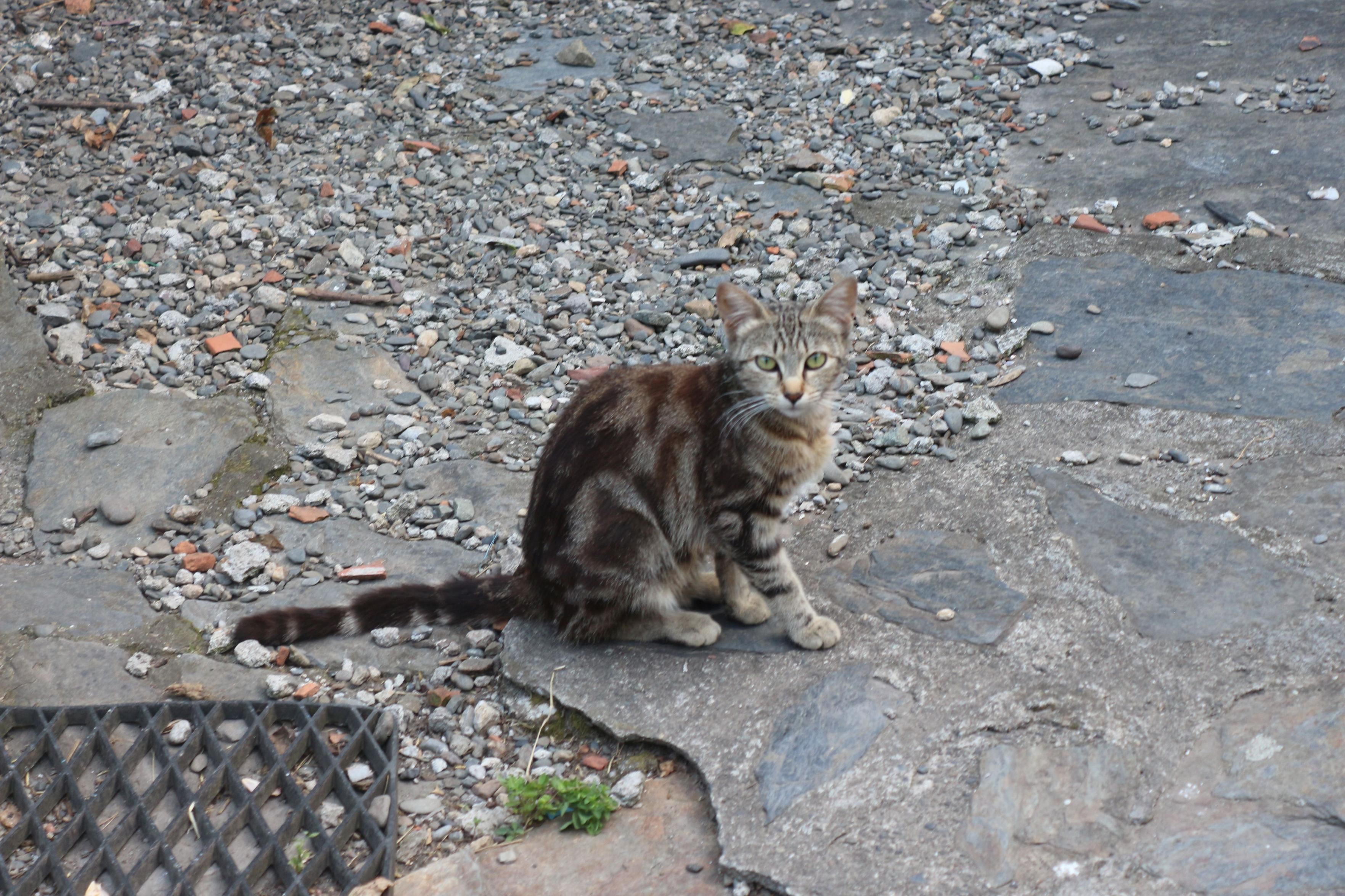 Mélisse, la chatte qu'on vient d'attraper, une toute jeune chatte marbrée aux jolis yeux noisettes. Très mince, elle est assise sur le sol de la cour et regarde l'objectif. 