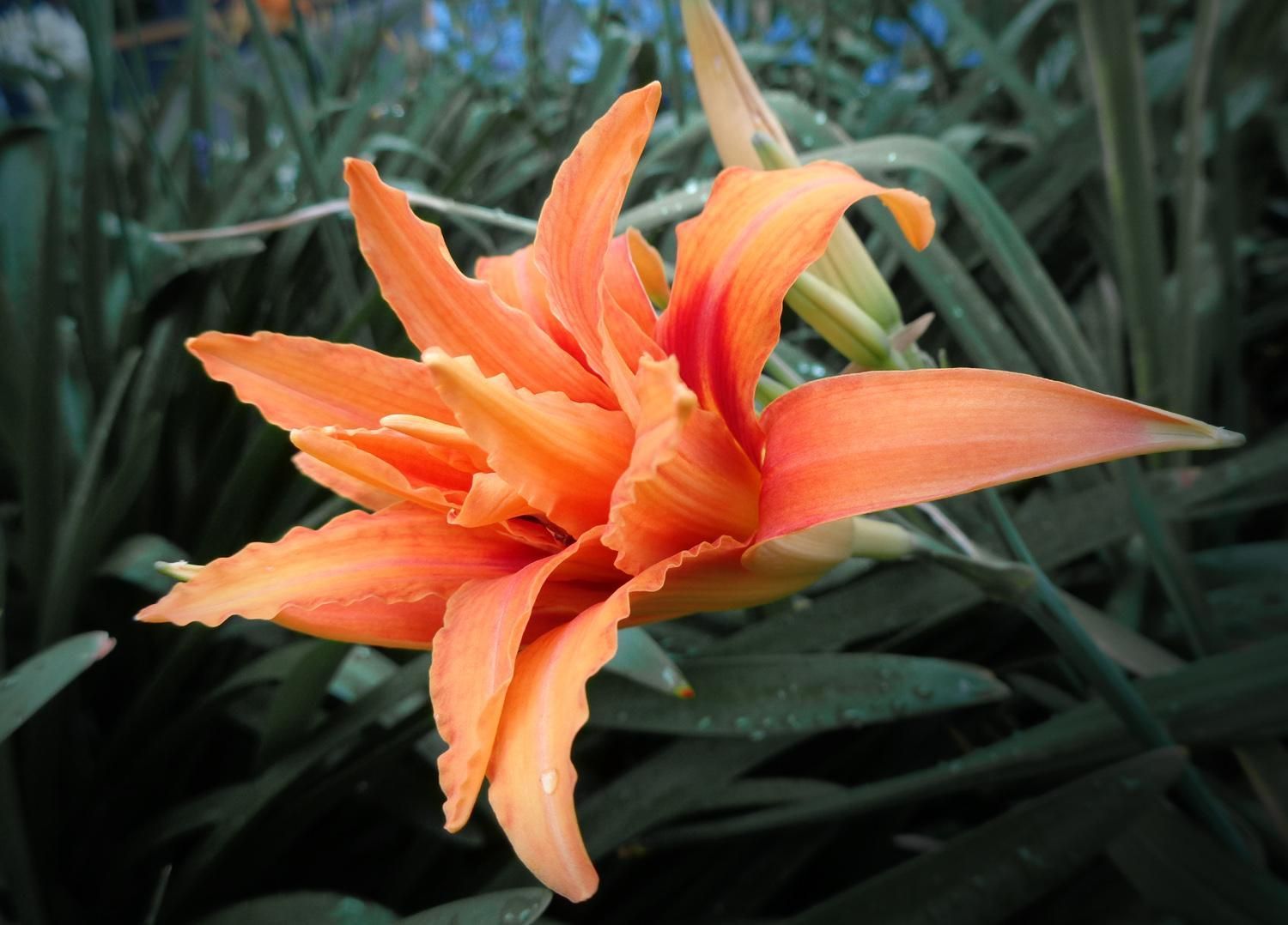 A bright orange Daylily flower (C)P.Gamble Photography