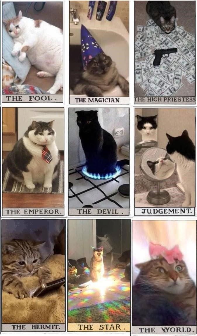 The image is a collage depicting nine cats styled after tarot cards, each in a separate panel with respective titles underneath. The first column shows "THE FOOL," featuring a relaxed white and orange cat lying on its back. "THE EMPEROR" depicts a large, serious cat wearing a red and black striped necktie, while "THE HERMIT" shows a cat nestled comfortably, looking at a phone. The middle column presents "THE MAGICIAN," a cat wearing a purple starry wizard hat while lying in a bathtub, "THE DEVIL," a black cat sitting on a stove burner with a ring of blue flame around it, and "THE STAR," featuring a cat standing amid vibrant multicolored lights on the floor. The third column includes "THE HIGH PRIESTESS," with a cat lying atop dollar bills with a gun beside it, "JUDGEMENT," where a black and white cat is looking at its reflection in a hand mirror, and "THE WORLD," portraying a slightly blurry image of a cat with a pink distorted bow effect on the top of its head.