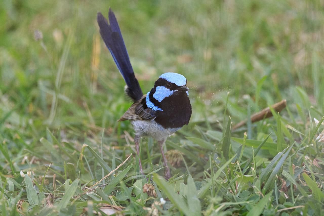 A tiny black and blue fairy wren on the grass. its long tail is a dark blue and sticking up in the air. Its head and neck are a bright blue, with black bandit stripe, black neck and black neck stripe. The belly is an off-white. 
