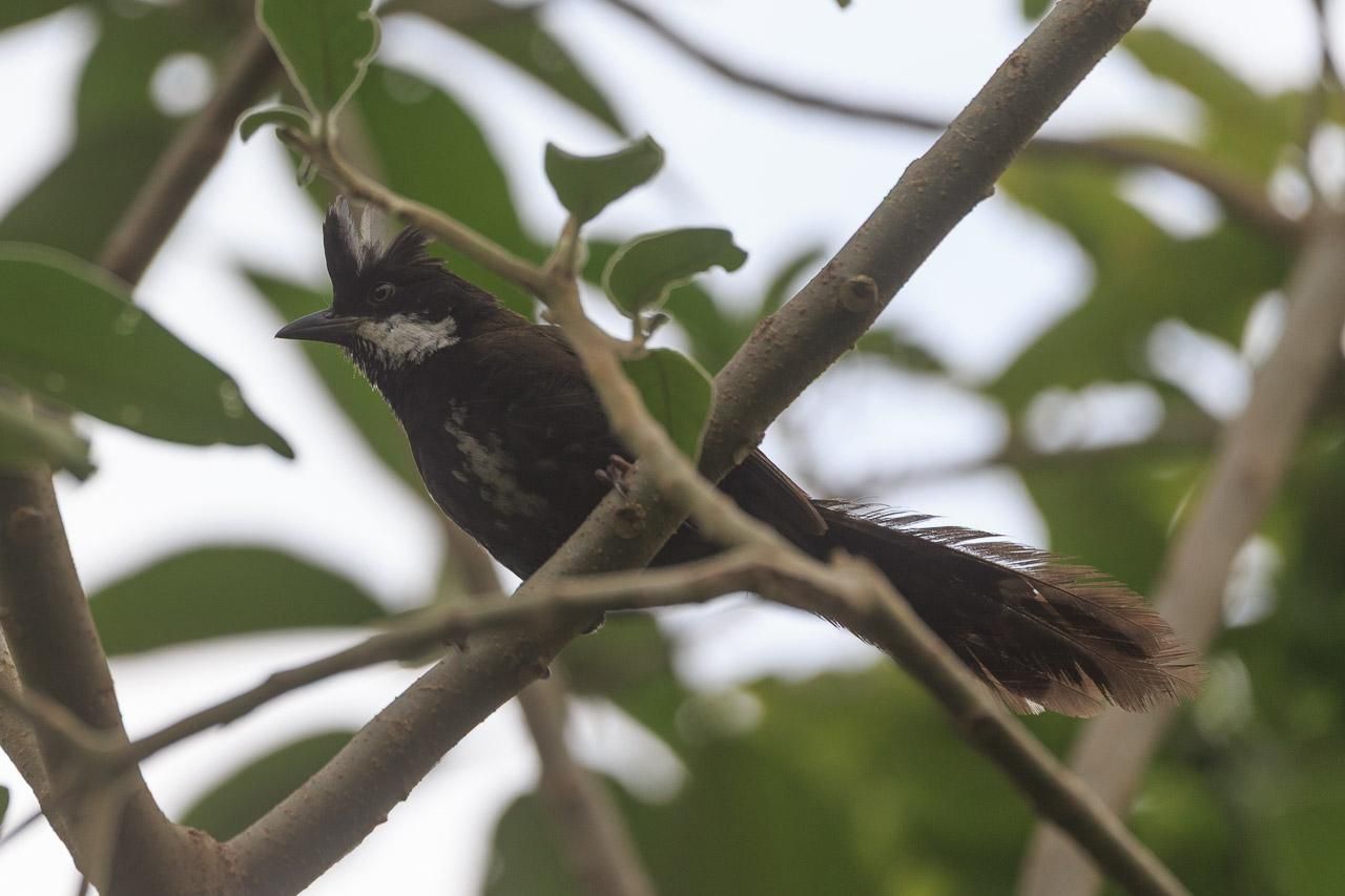 An olive coloured bird with black head and white cheeks, and a crest of black feathers, photographed from a low angle looking up at it. 