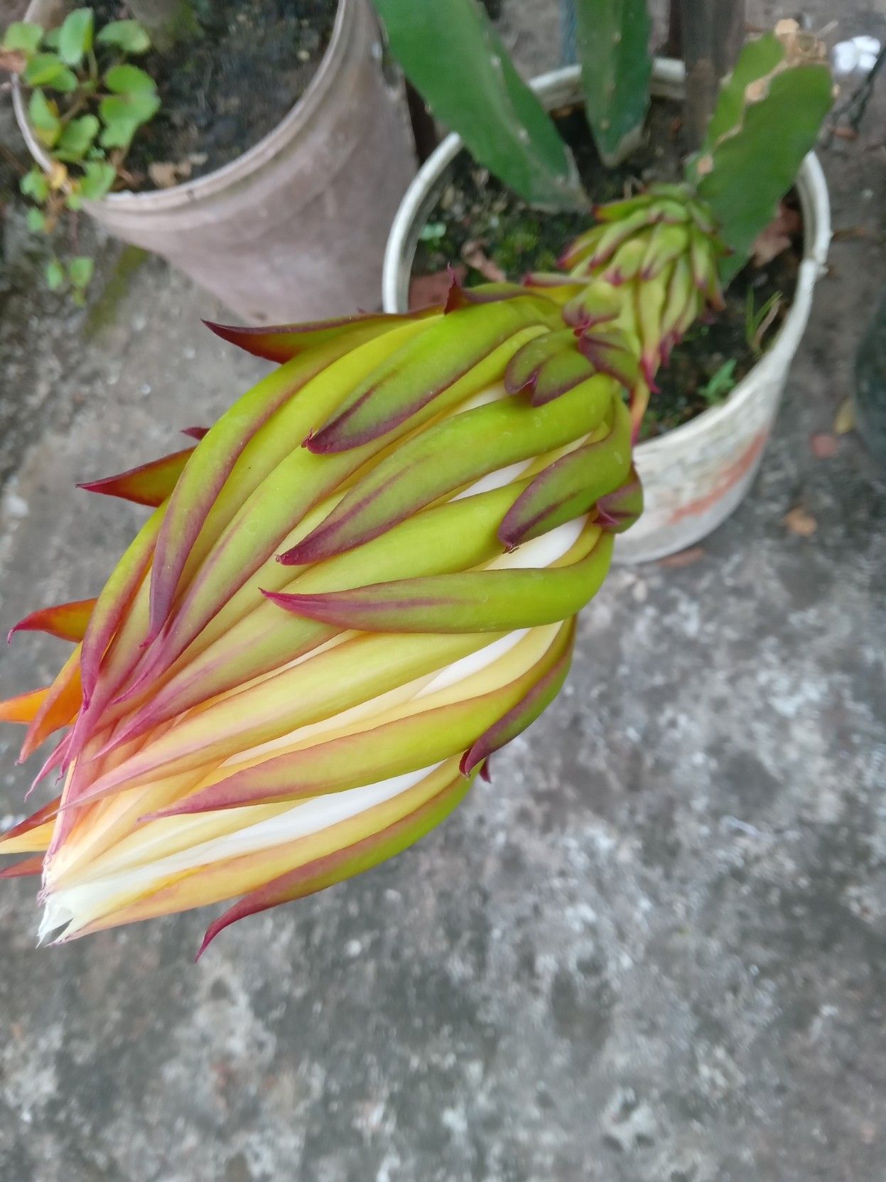 A dragon fruit flower