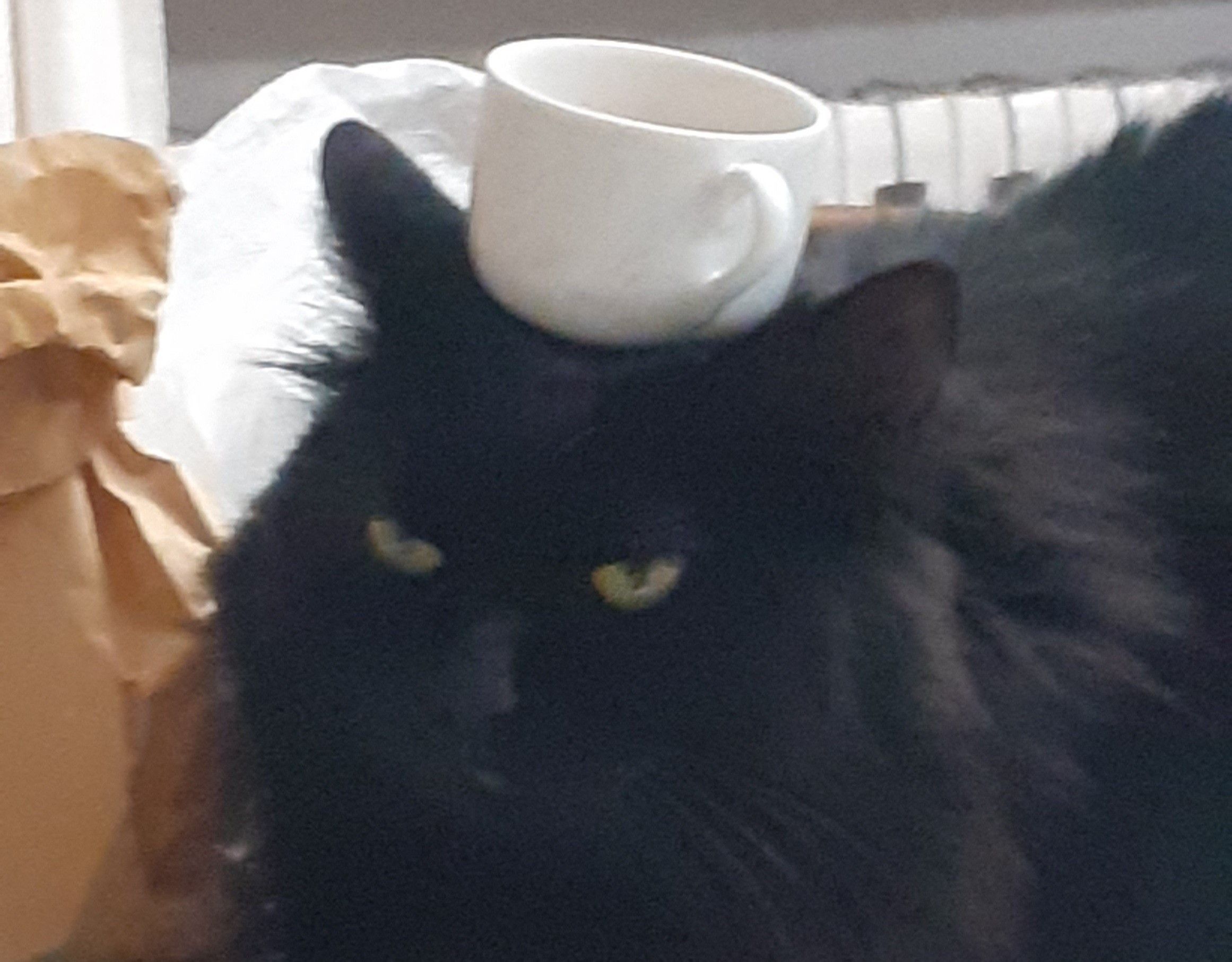 gatta nera a pelo lungo con espressione poco convinta e una tazzina di caffè sulla testa