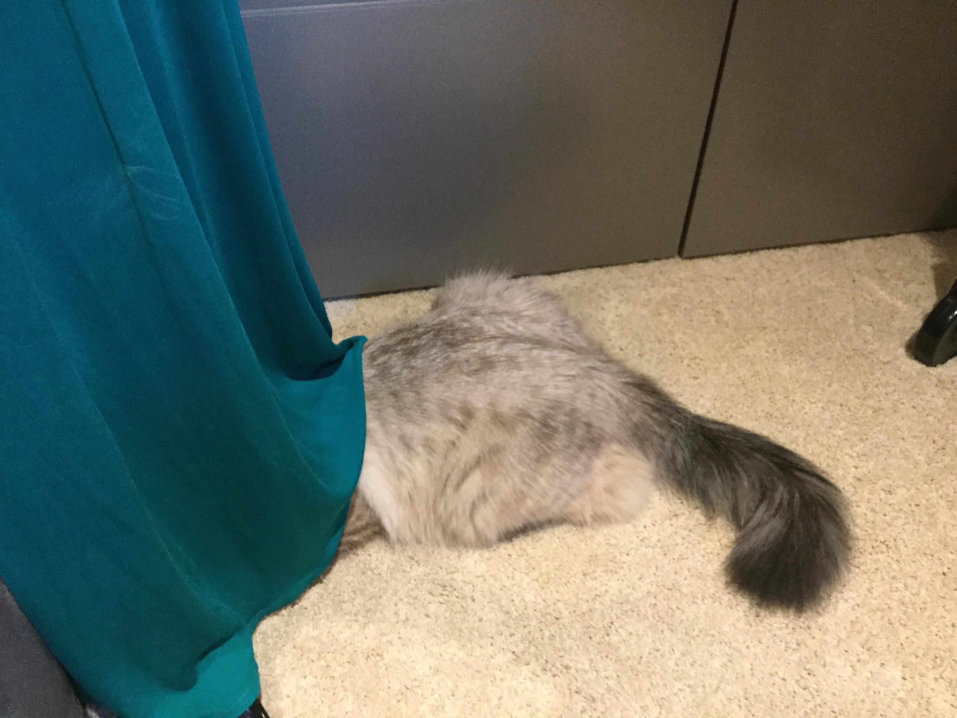 Fluffy back end and tail with only the cat’s head under a green dress 