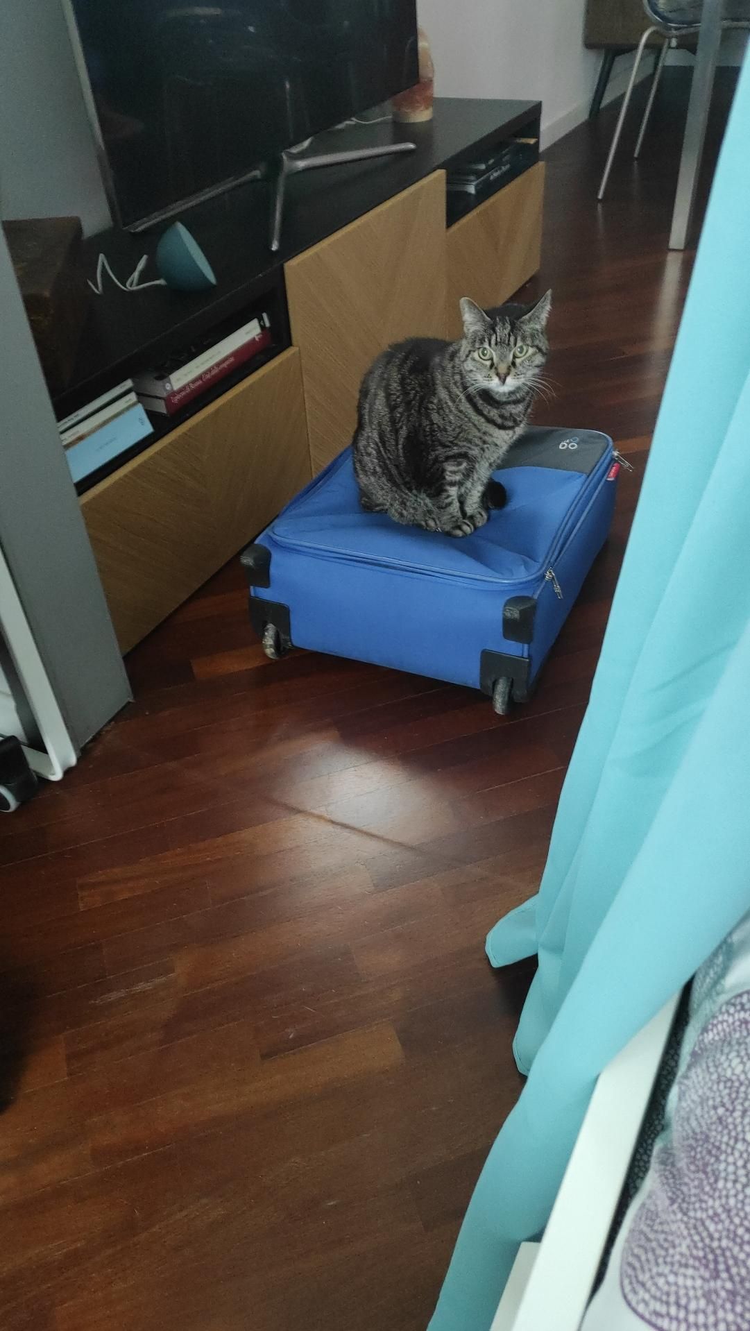 una gatta dal pelo striato grigio ti guarda mentre è seduta su una valigia blu