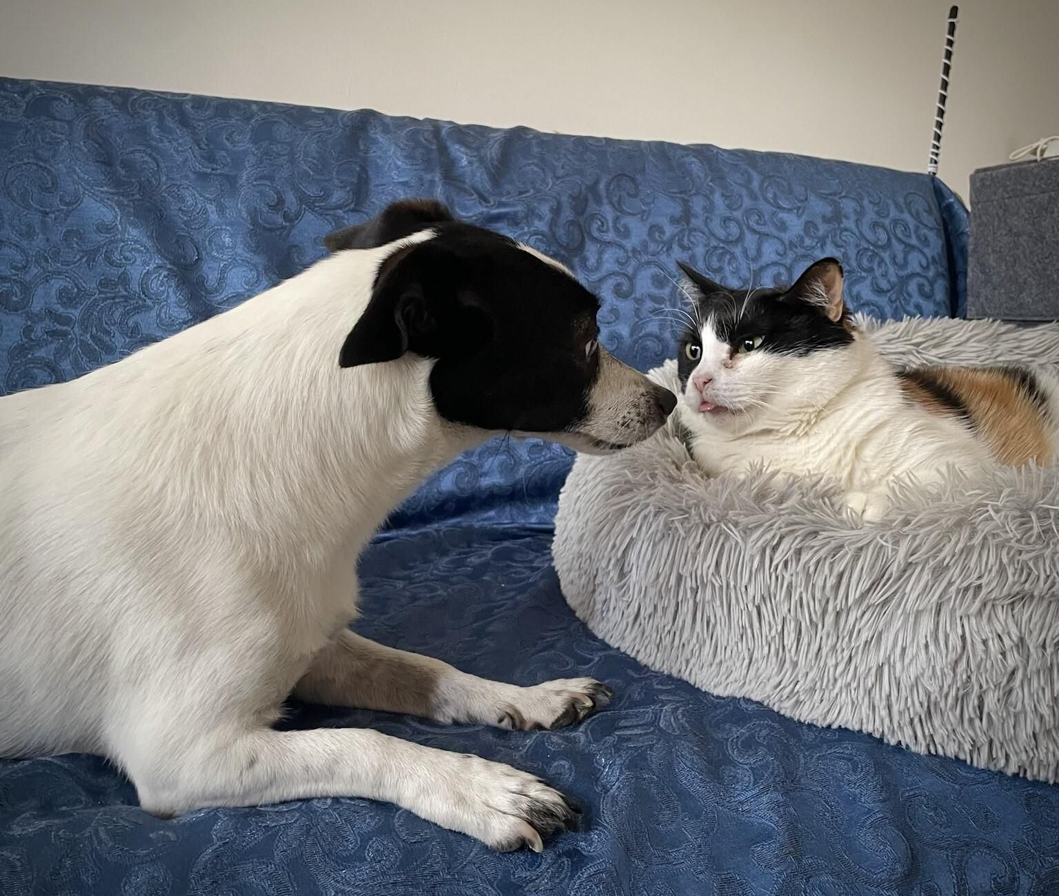 Cagnolina guarda con curiosità gatto con espressione apparentemente sberleffante.