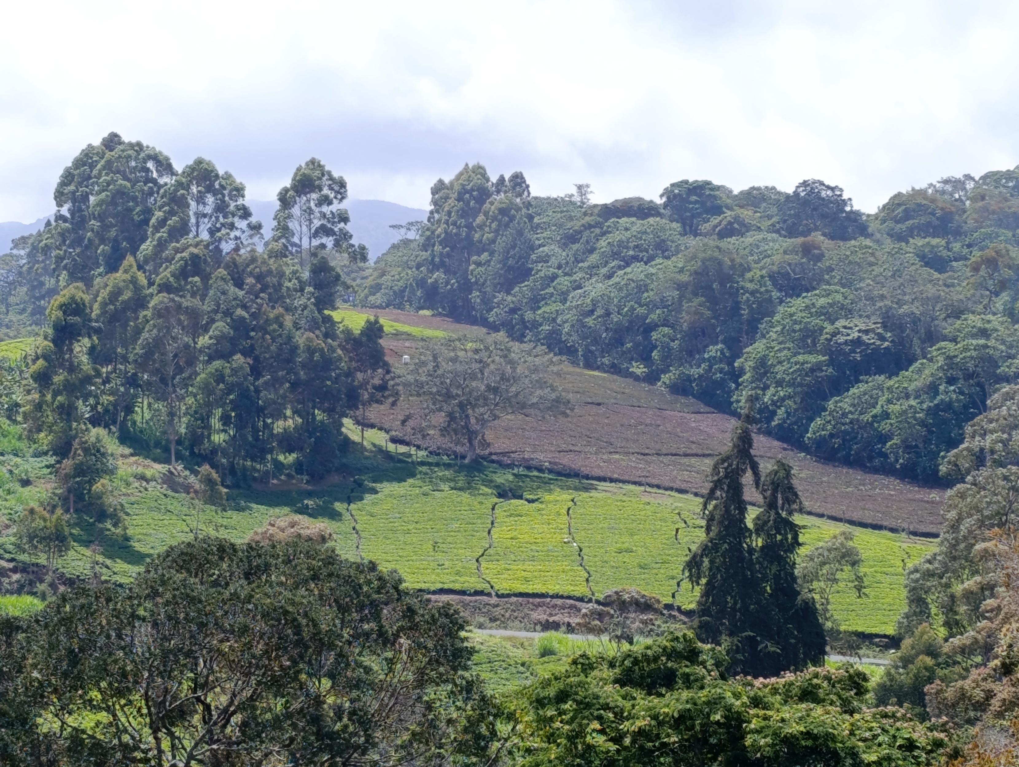 Tee plantations with exotic trees and natural forest in South Imenti 