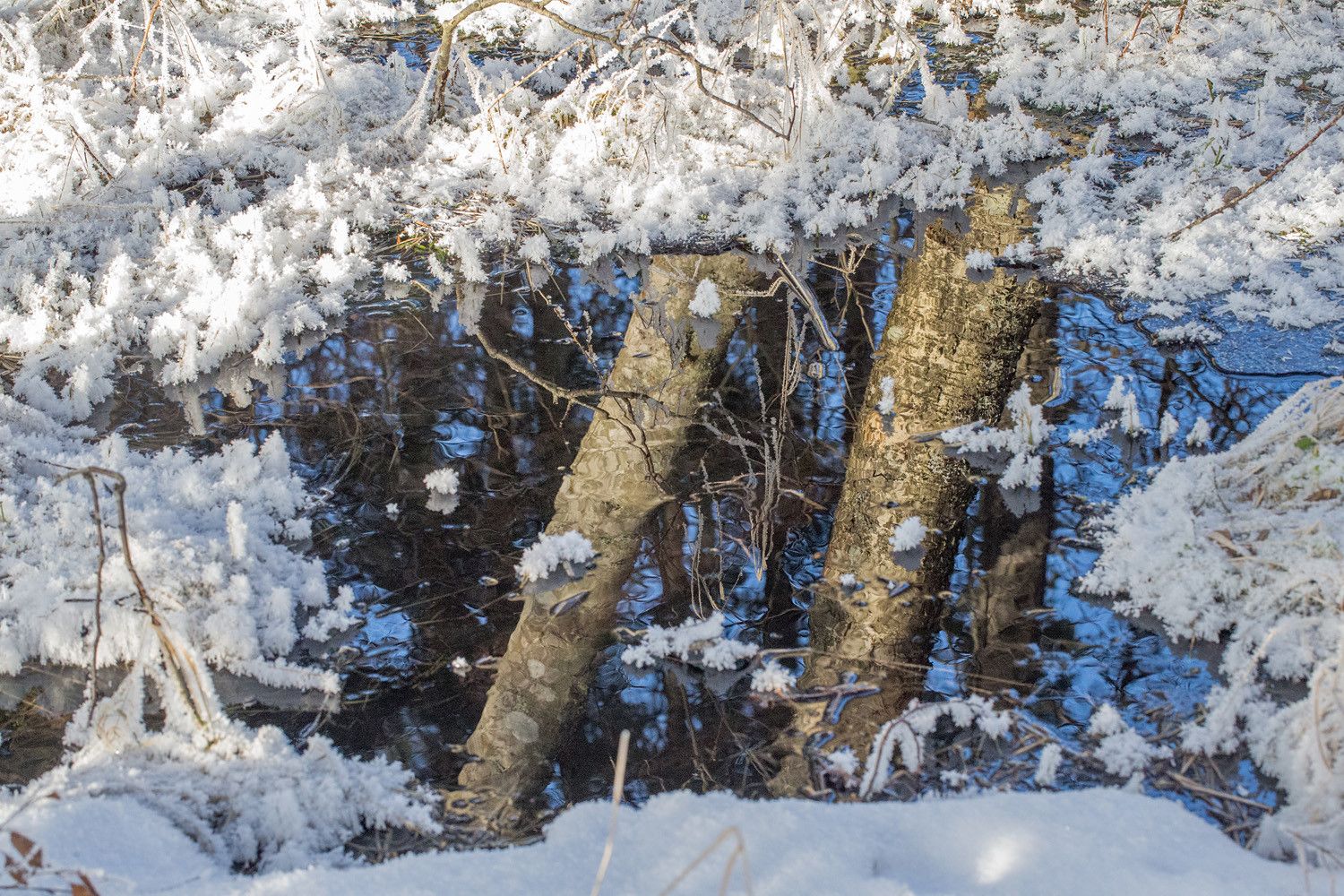 Lähde, josta heijastuu sininen taivas ja kaksi harmaaleppää. Avoveden ympärillä kasvillisuus on huurteen peitossa.