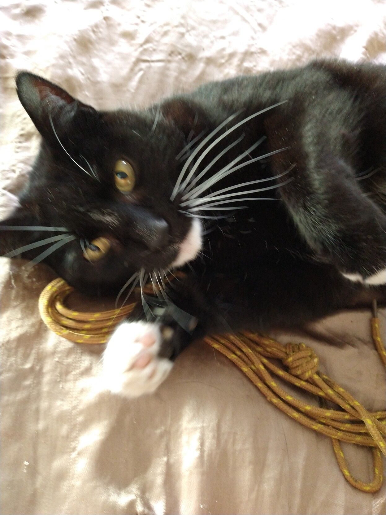 Black cat with white chin and paws, trying to look cute! 