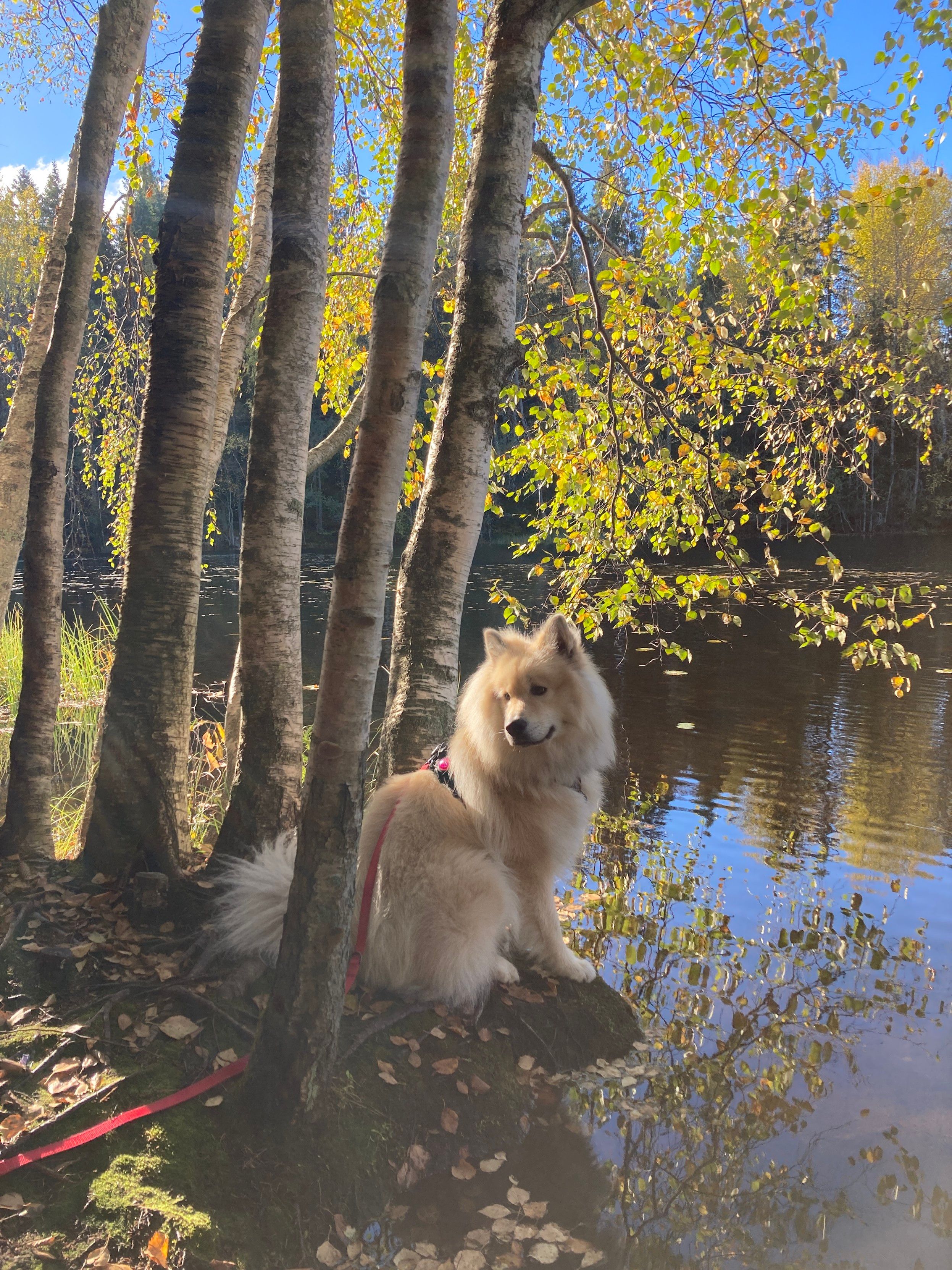 Vaaleanruskea pystykorvainen koira istuu järven rannalla koivujen alla ja katsoo vasemmalle. On syksy, ja kuvan värimaailma on kellanvihreä, koivujen lehdet kellertävät.