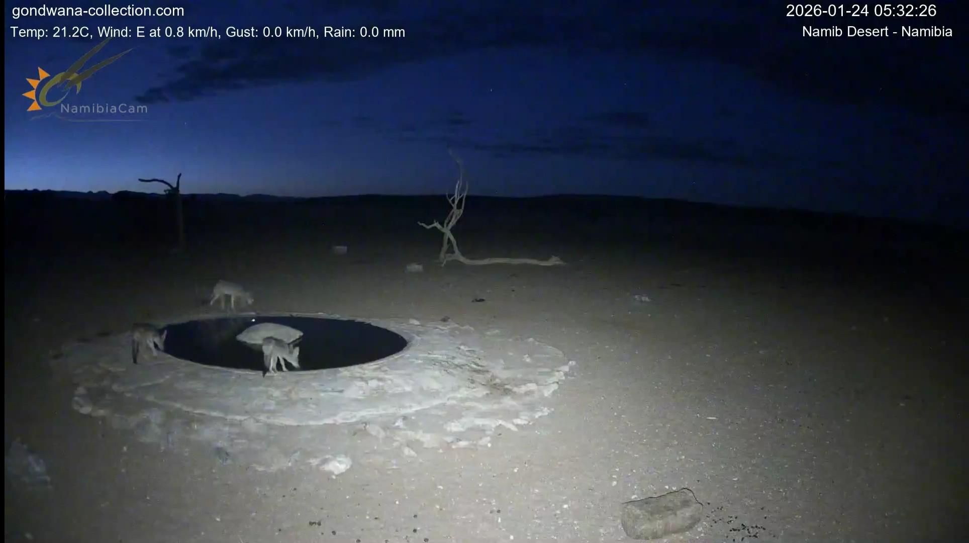 Tre sciacalli si abbeverano alla pozza