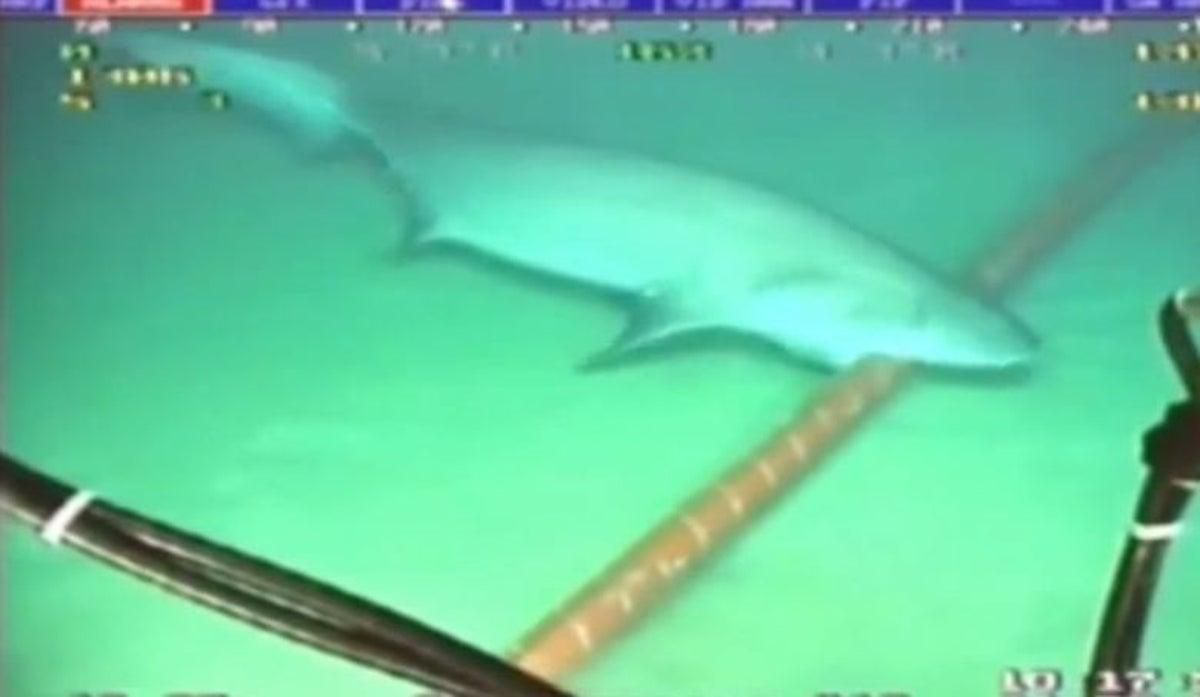 A shark biting a submarine cable.